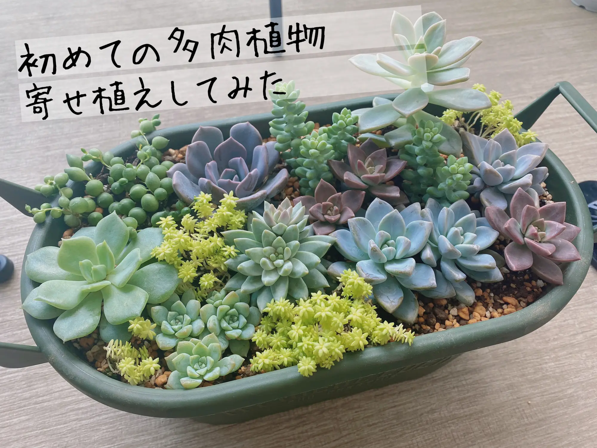 多肉植物 小窓の寄せ植え ♩°＊ - 植物/観葉植物