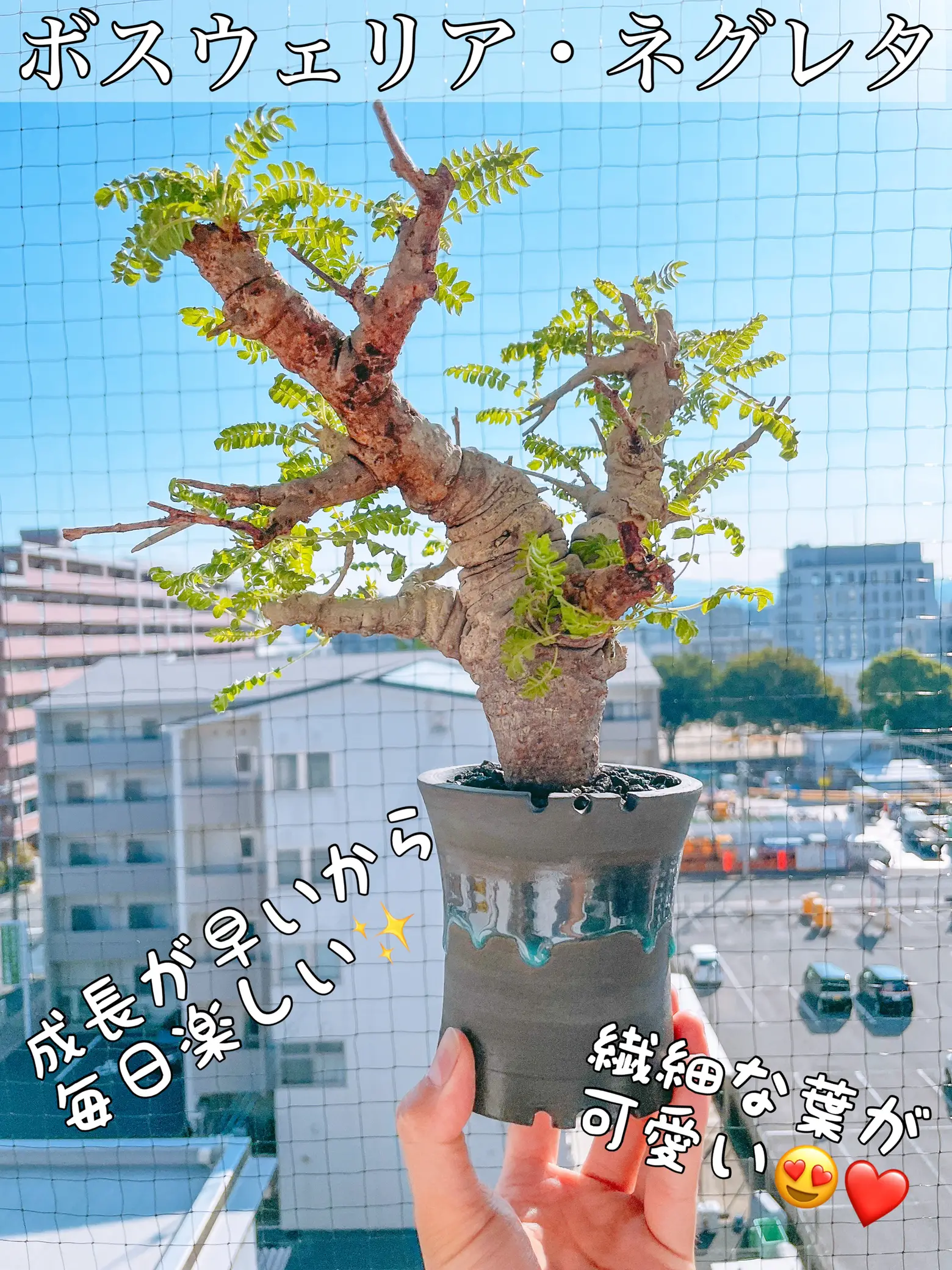 🌳おすすめ灌木コーデックス🌳】ボスウェリア・ネグレタって植物知ってる😳❓ | kyoto_caudexが投稿したフォトブック | Lemon8