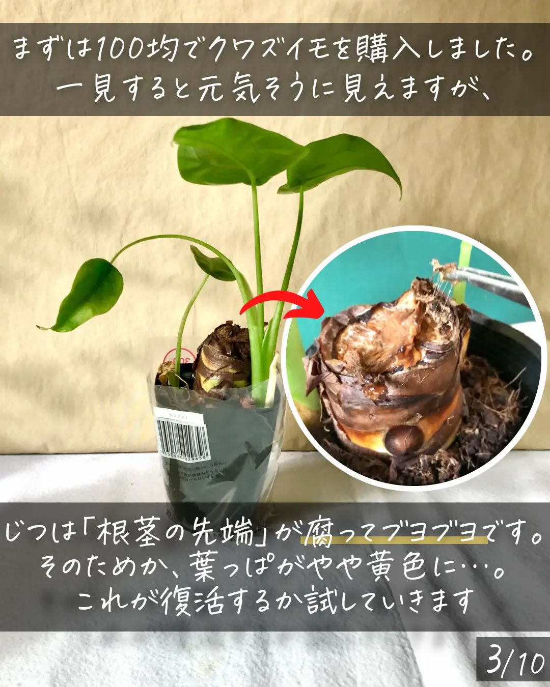 実際の結果を報告！〉腐ったクワズイモ復活させてみた | しゅう | 観葉植物の育て方が投稿したフォトブック | Lemon8