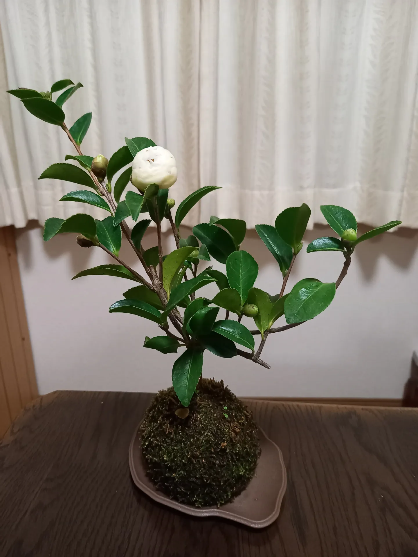 椿の苔玉        