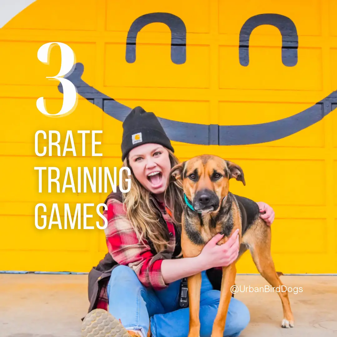 Crate Games: What Are They and Why Should I Play Them With My Dog