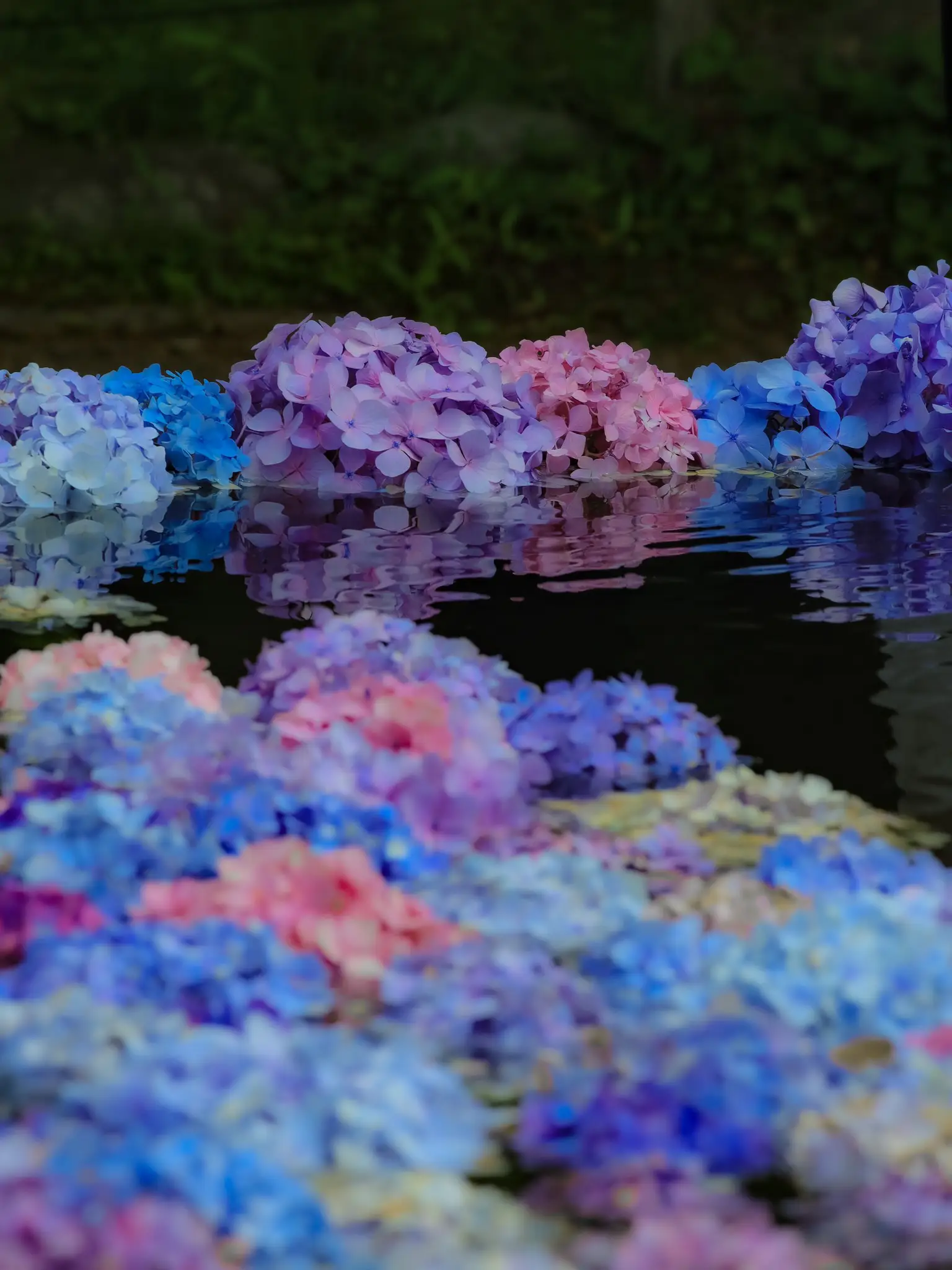 紫陽花💠】知ってる？池に浮かぶ可愛い紫陽花「久安寺」【大阪池田市