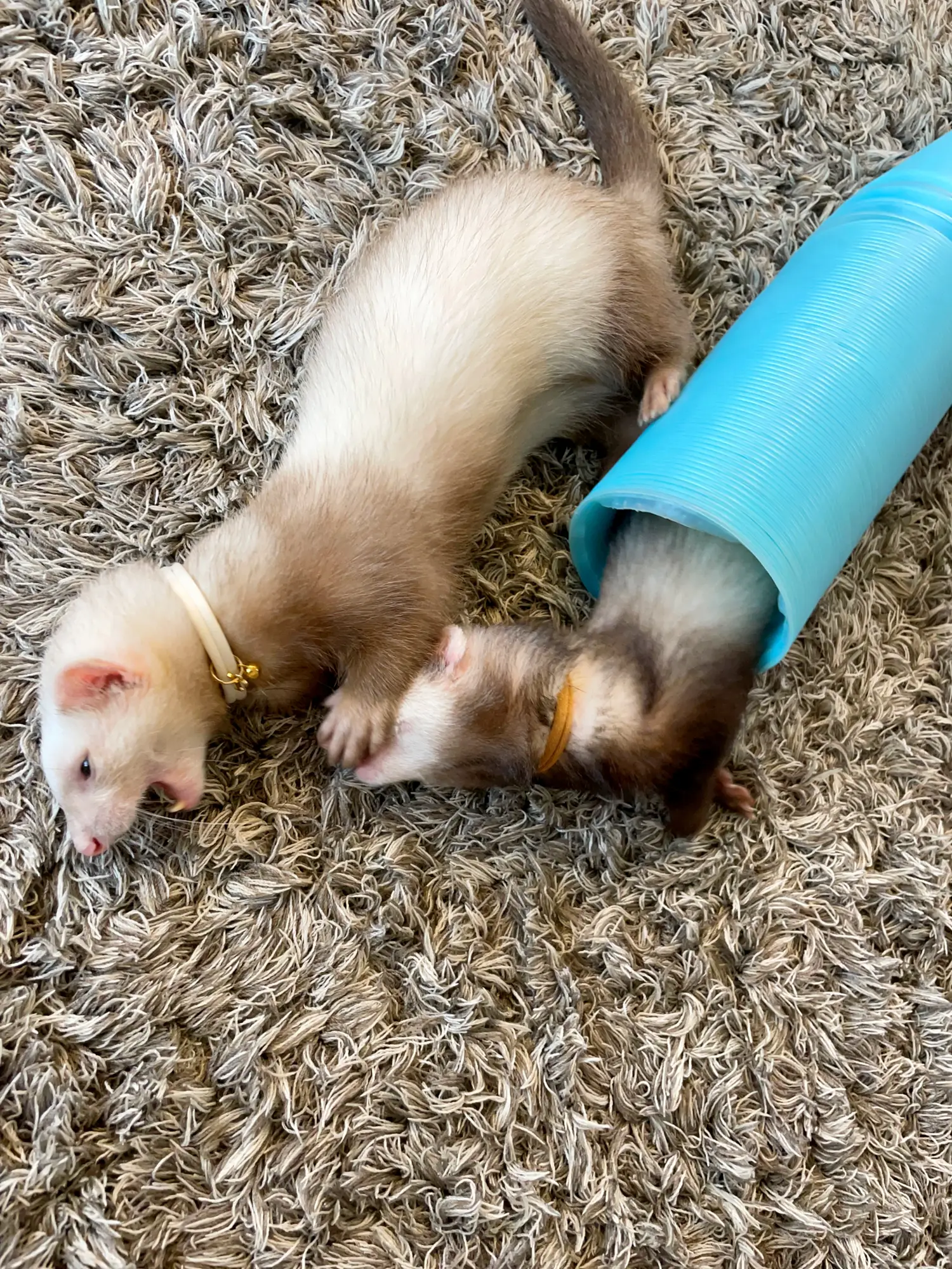 琥珀様ご確認用　だっこして！フェレット 琥珀様ご確認用 だっこして！フェレット 【公式通販】