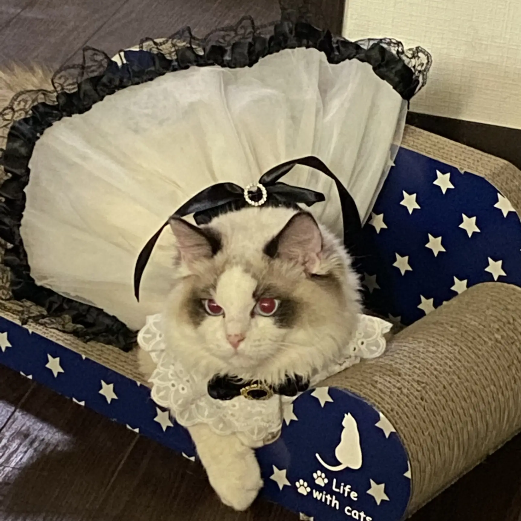 ハンドメイド】オリジナル レース猫メイド服 ラグドール