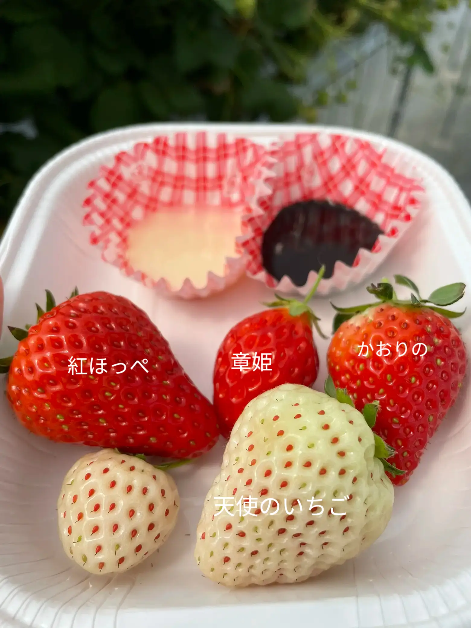 大阪枚方】まだ間に合う！4種類のいちごが食べ放題🍓希少な白いちごも