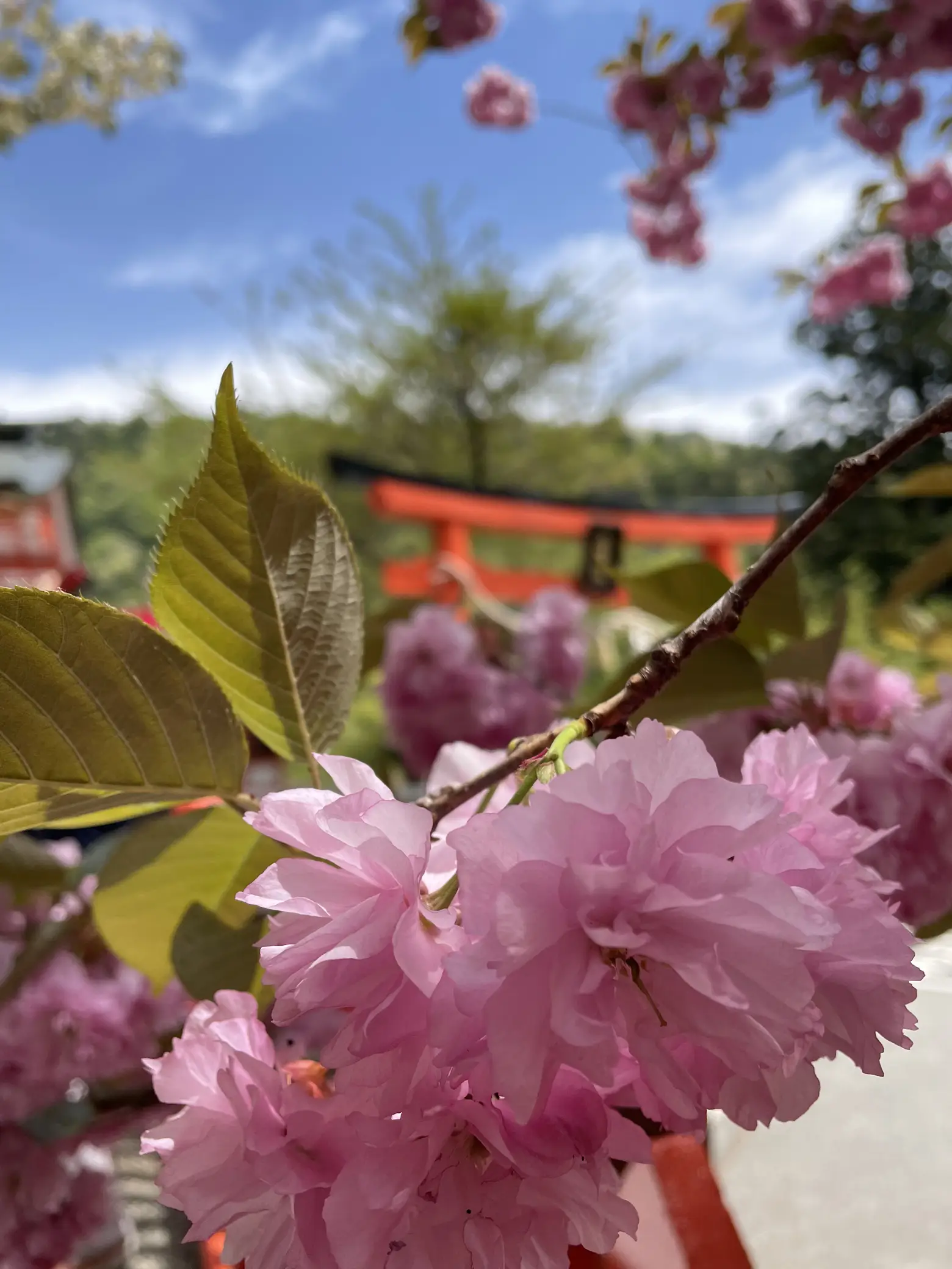 金桜神社⛩に行って来ました♪ | アオが投稿したフォトブック | Lemon8