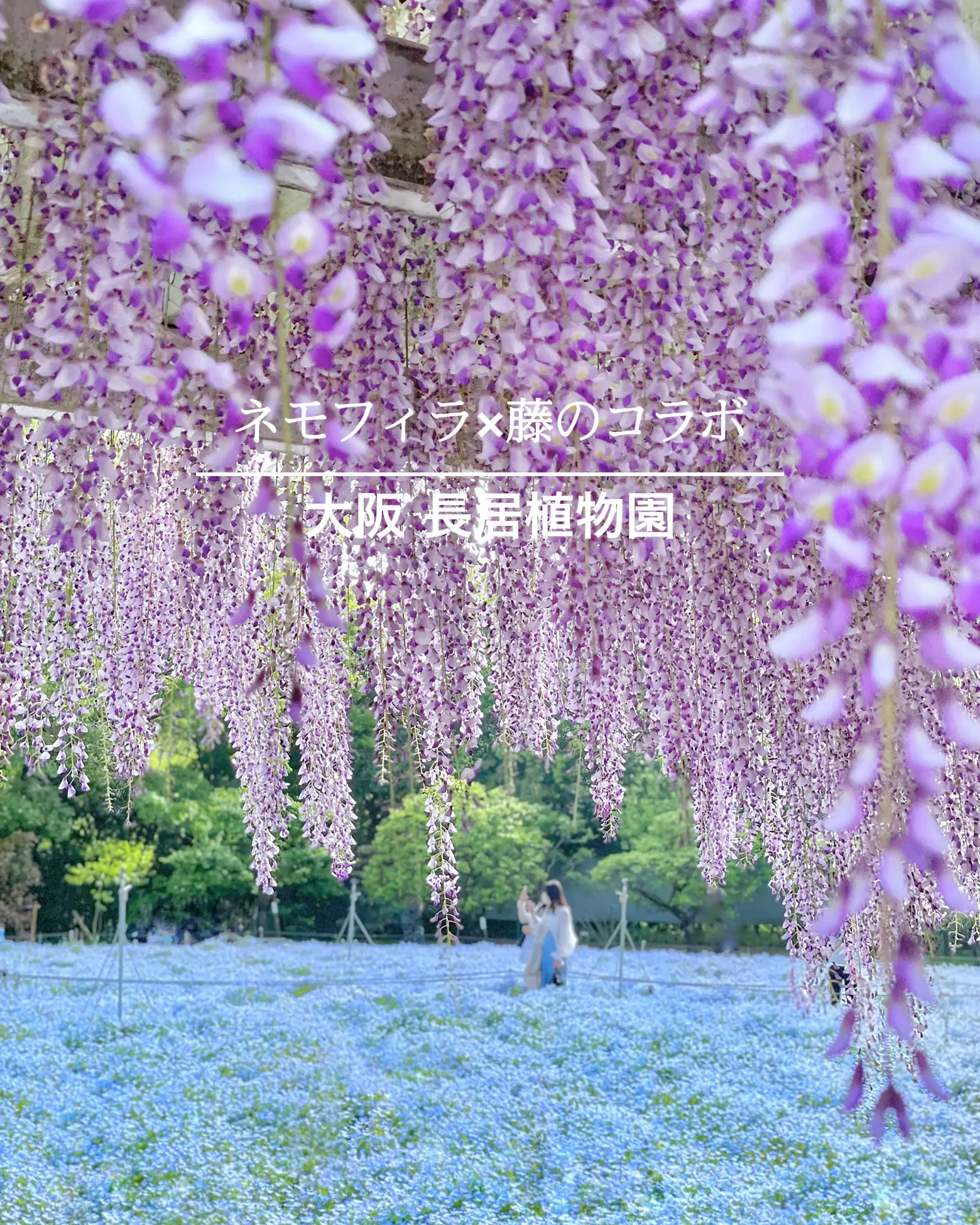 吉祥寺藤の花 - Lemon8検索