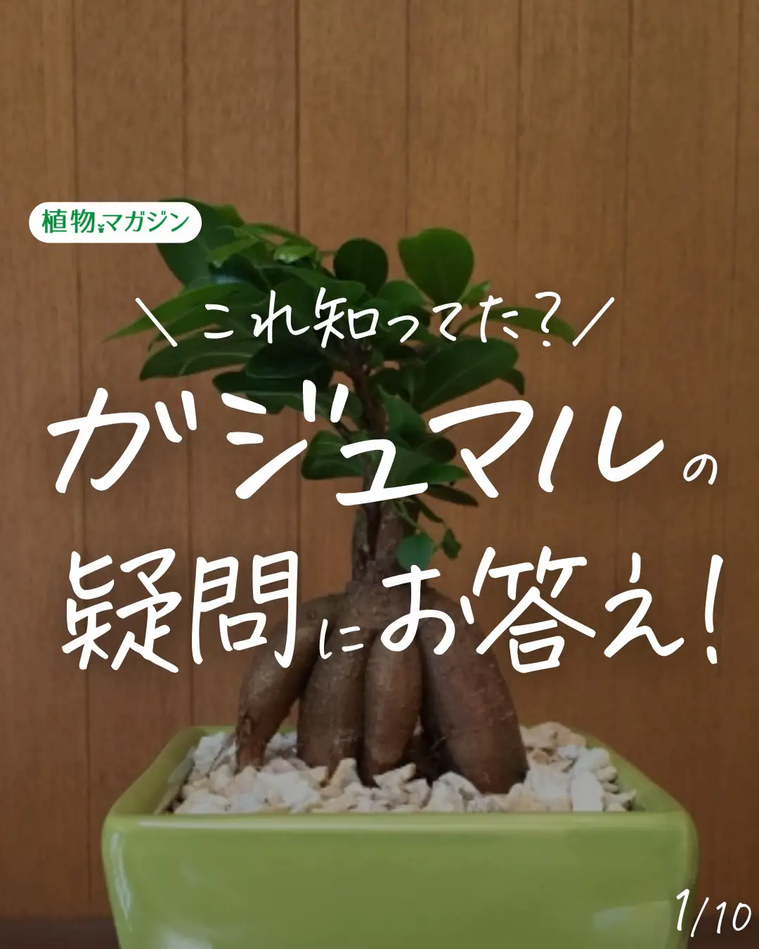 このまま飾れる『幸せを呼ぶ木』新芽たくさん成長中 ガジュマル 植木鉢