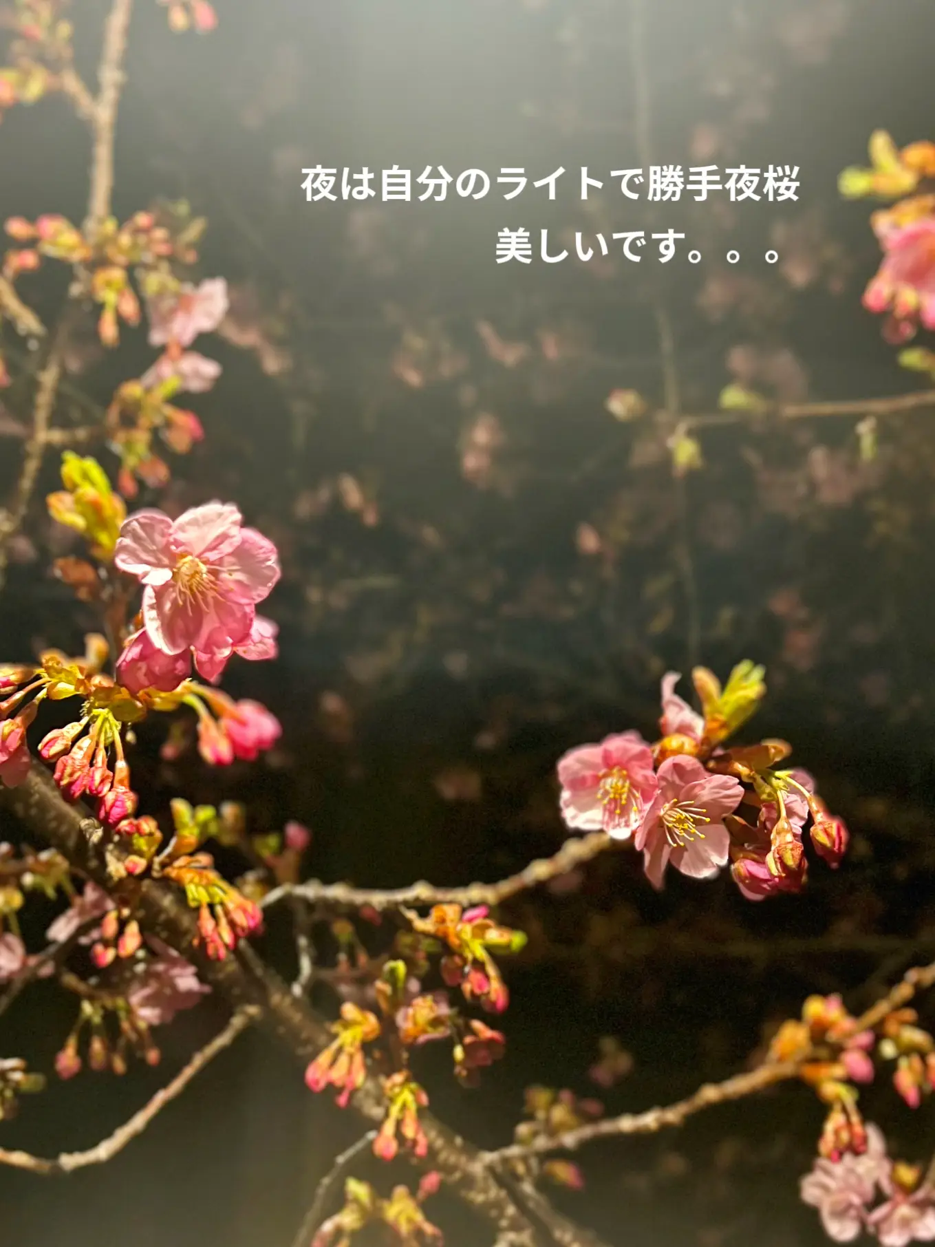 神割崎 桜が咲いてお花見キャンプ〜神割崎キャンプ場〜 | u_ba_worldが投稿したフォトブック | Lemon8