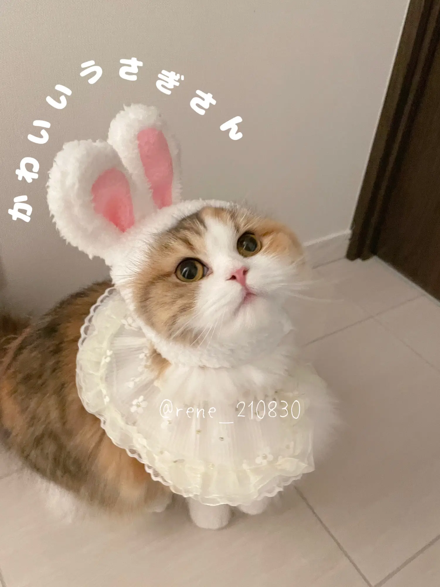 かわいいうさぎさん🐰   | René🎀ルネが投稿したフォトブック