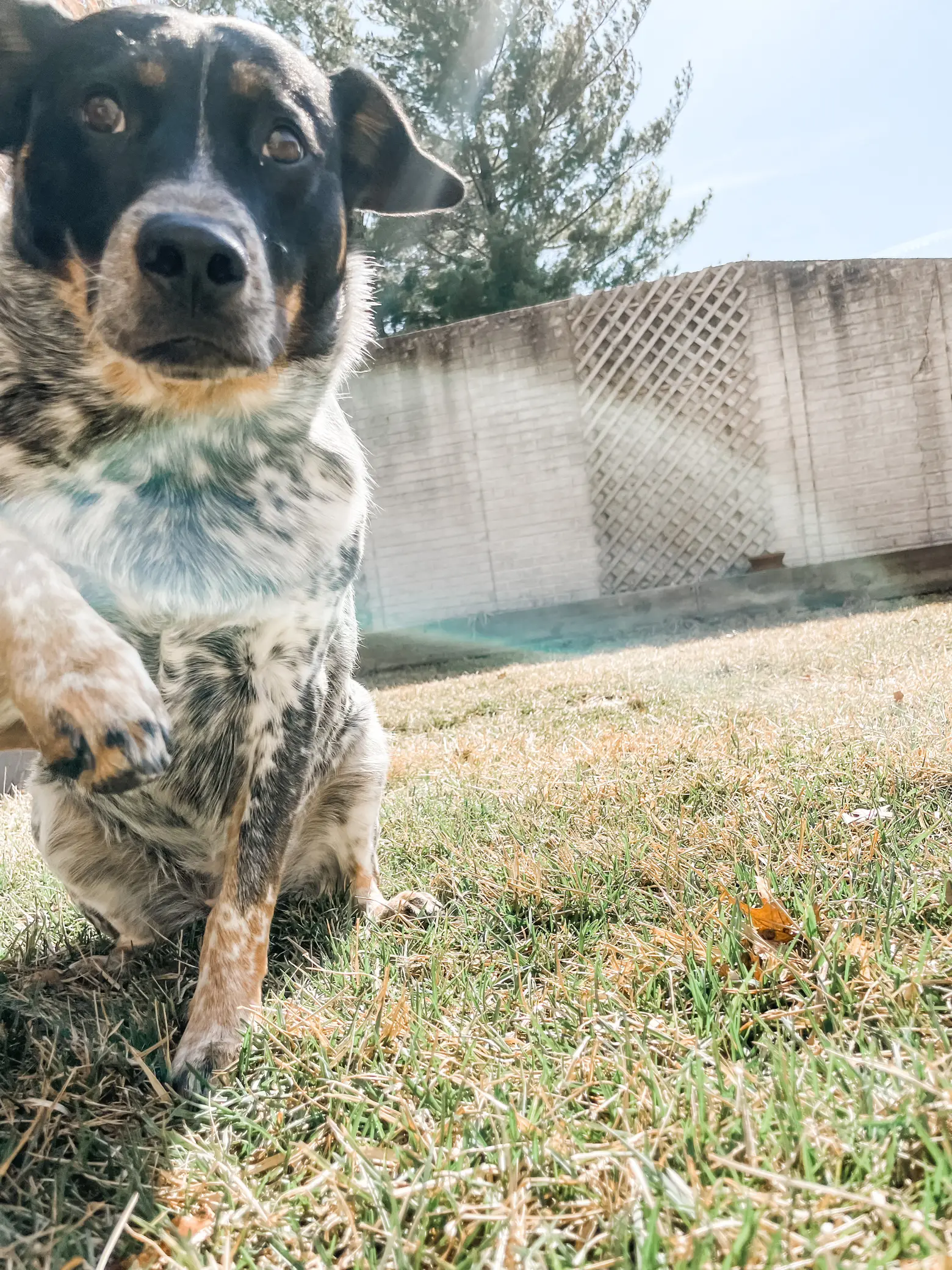 Meet The World's Cutest Dog, Boo : r/aww