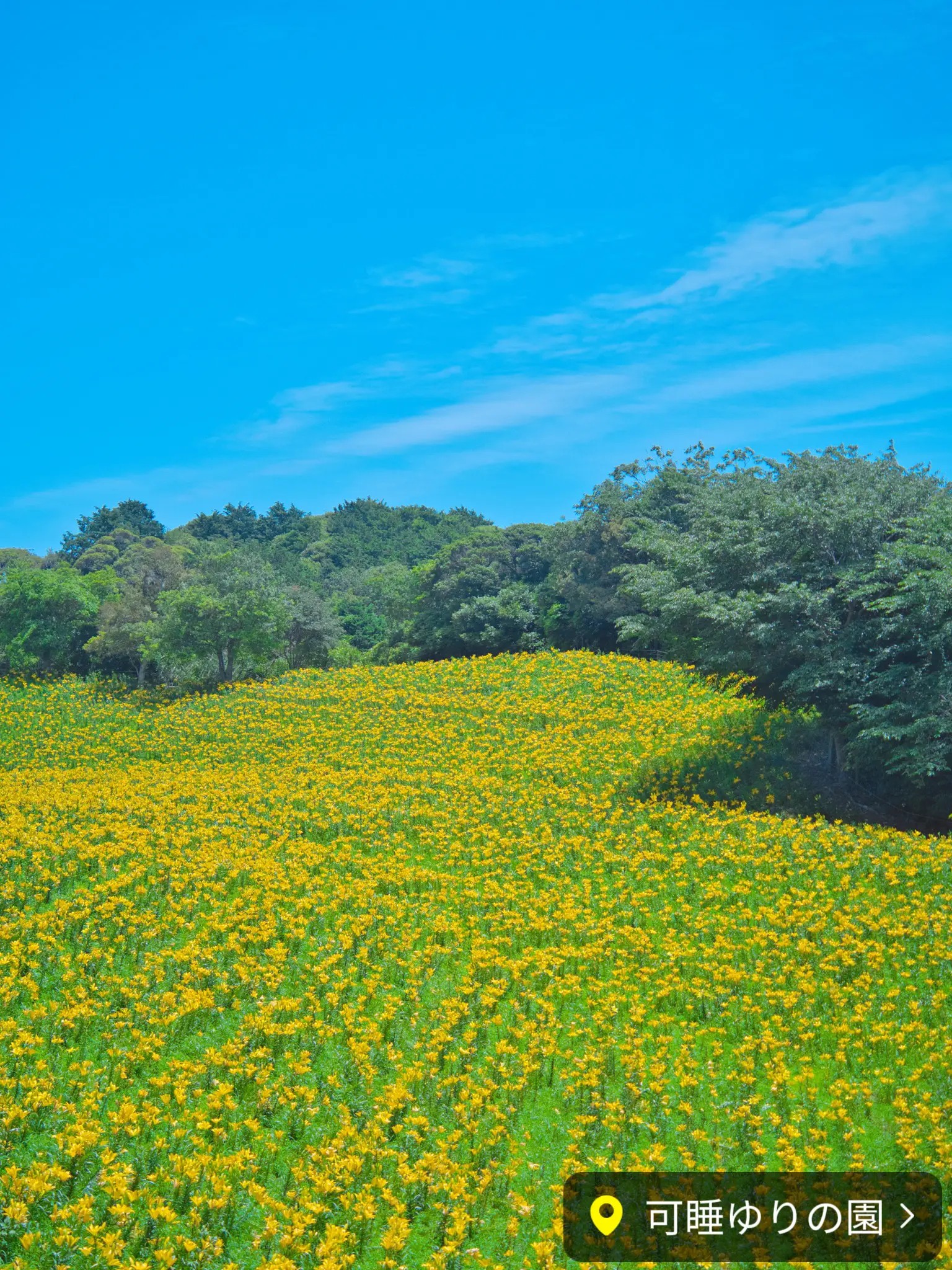 静岡】期間限定開園‼️ゆりと紫陽花をセット堪能できるスポット