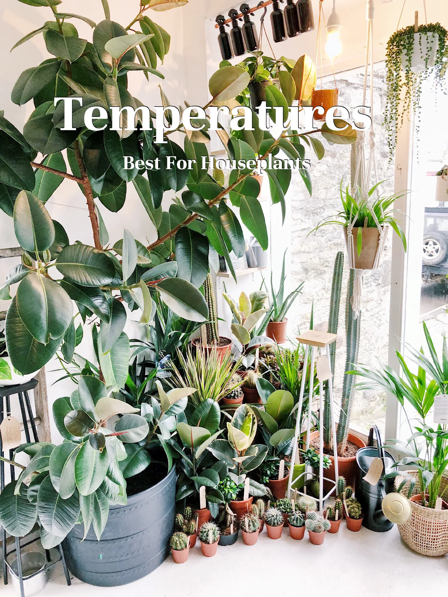 How temperature effects houseplants