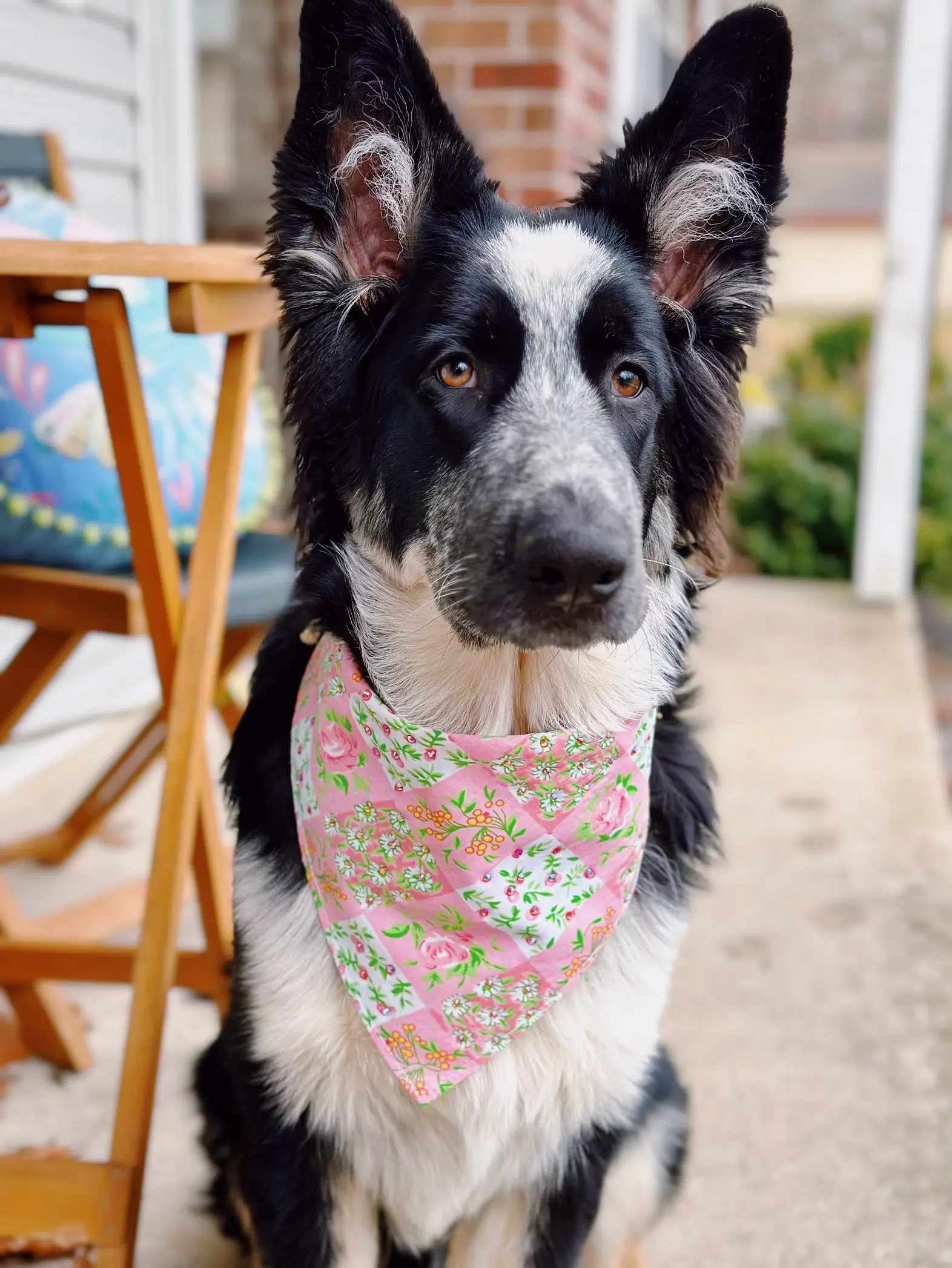 Lemon Dog Bandana, Tie-on Bandana, Personalized Bandana, Spring Bandana,  Summer Bandana, Female Dog Bandana, Pink Dog Bandana 