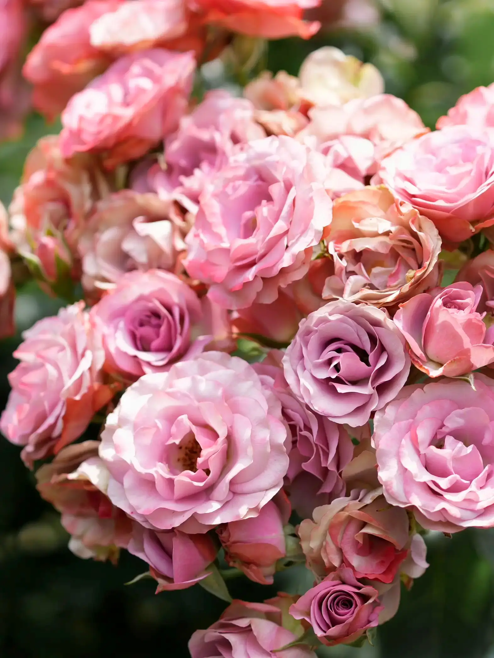 夢の国】日本にいながら外国の雰囲気｜咲き誇るバラに包まれる優雅なひととき｜ | Elli✈️travelerが投稿したフォトブック | Lemon8