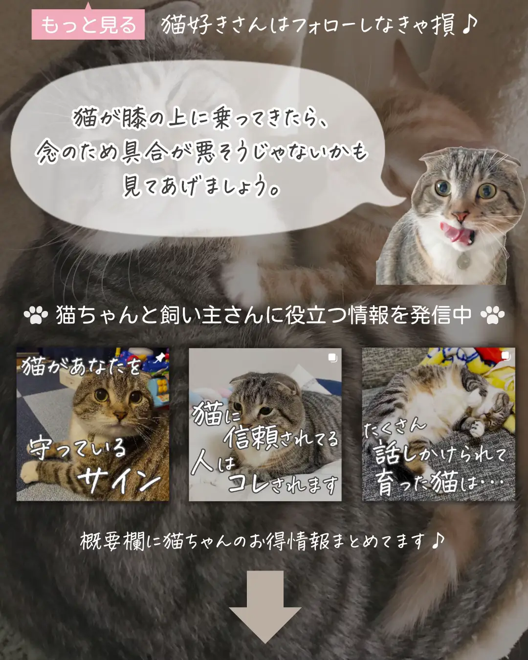 話しかけられて育った猫 - Lemon8検索