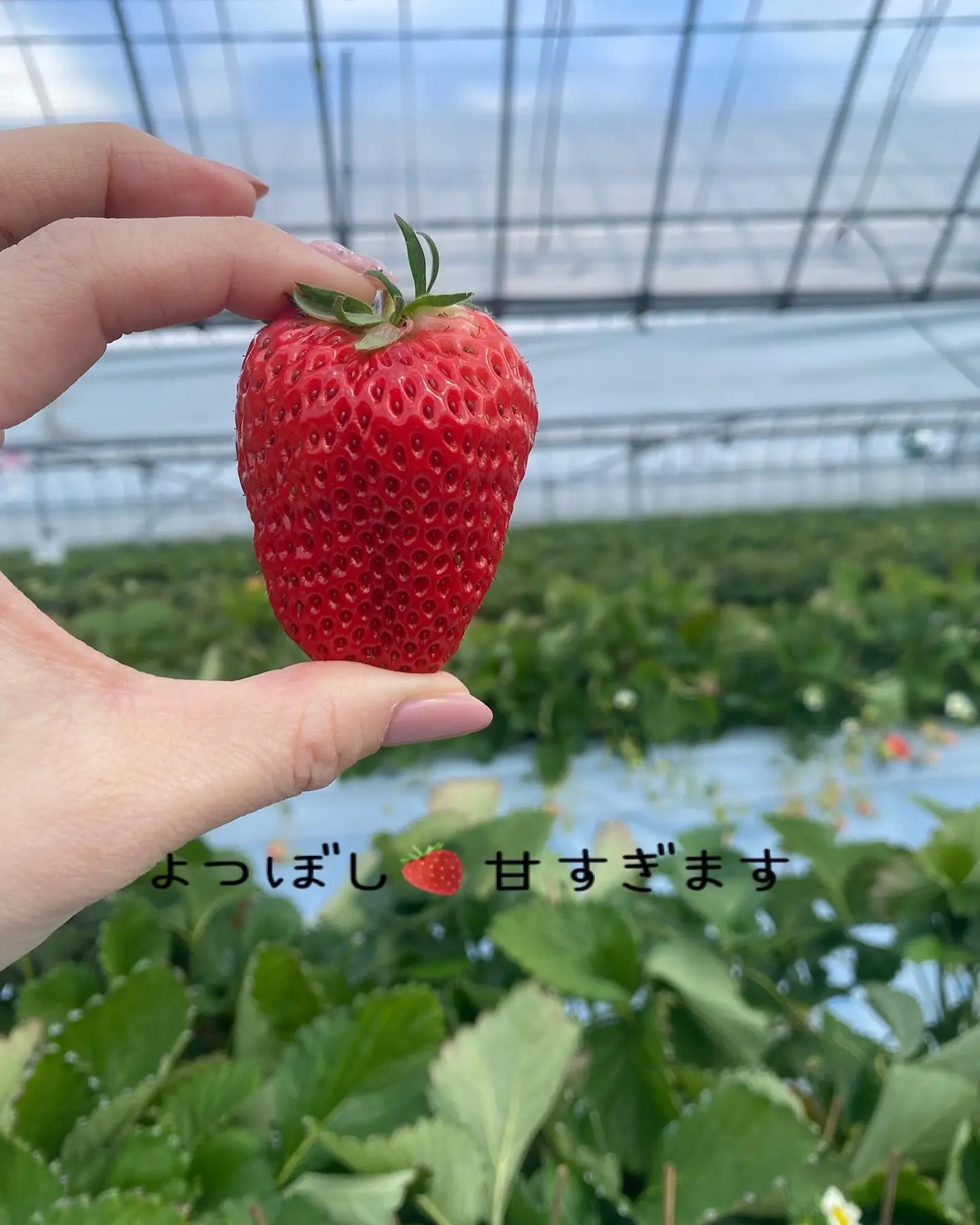 プーさんのいちご園～いちご狩り🍓 | イロハᵕ̈*が投稿したフォト