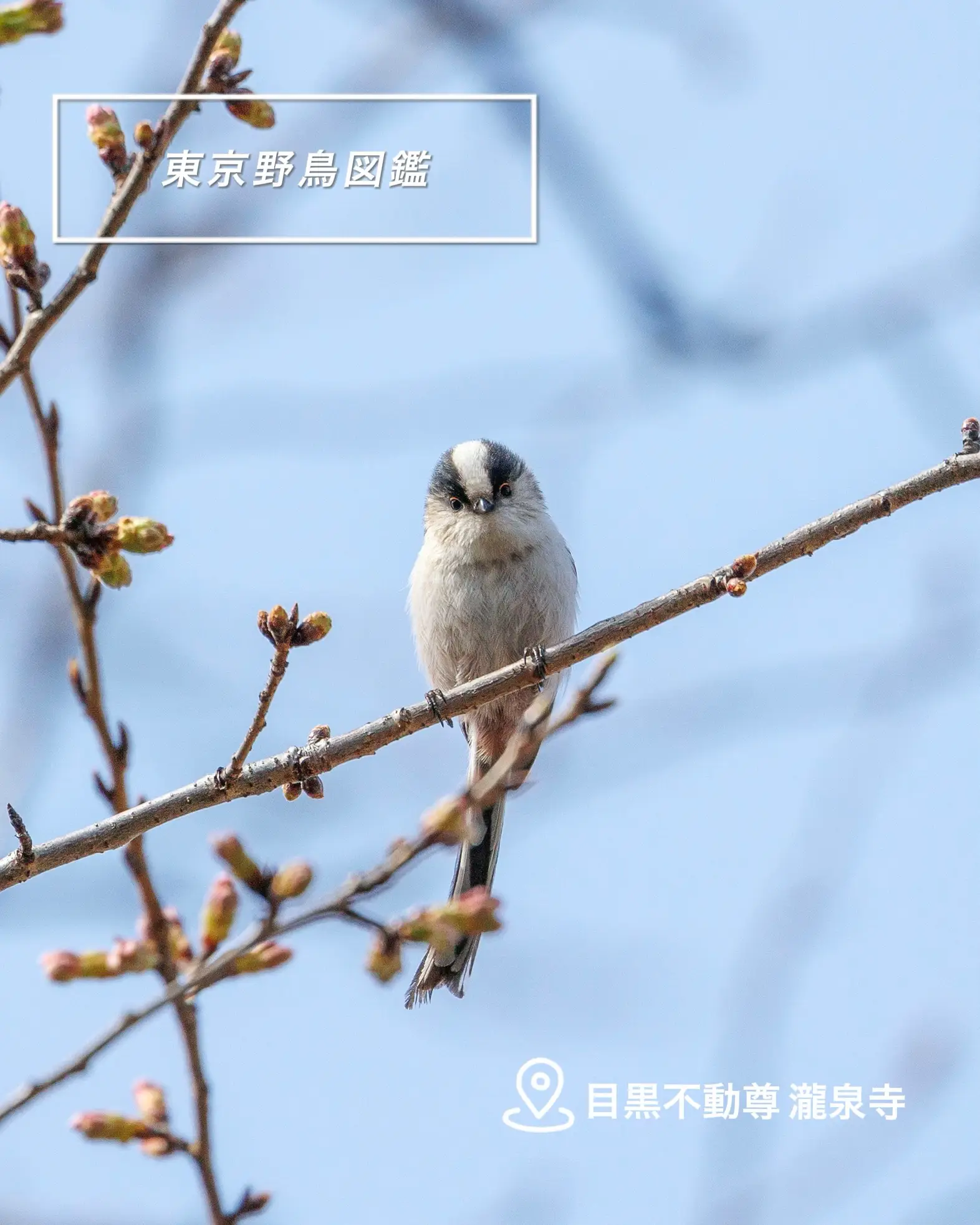 東京野鳥図鑑】エナガ  目黒不動尊 瀧泉寺 | いしまるが投稿したフォトブック | Lemon8