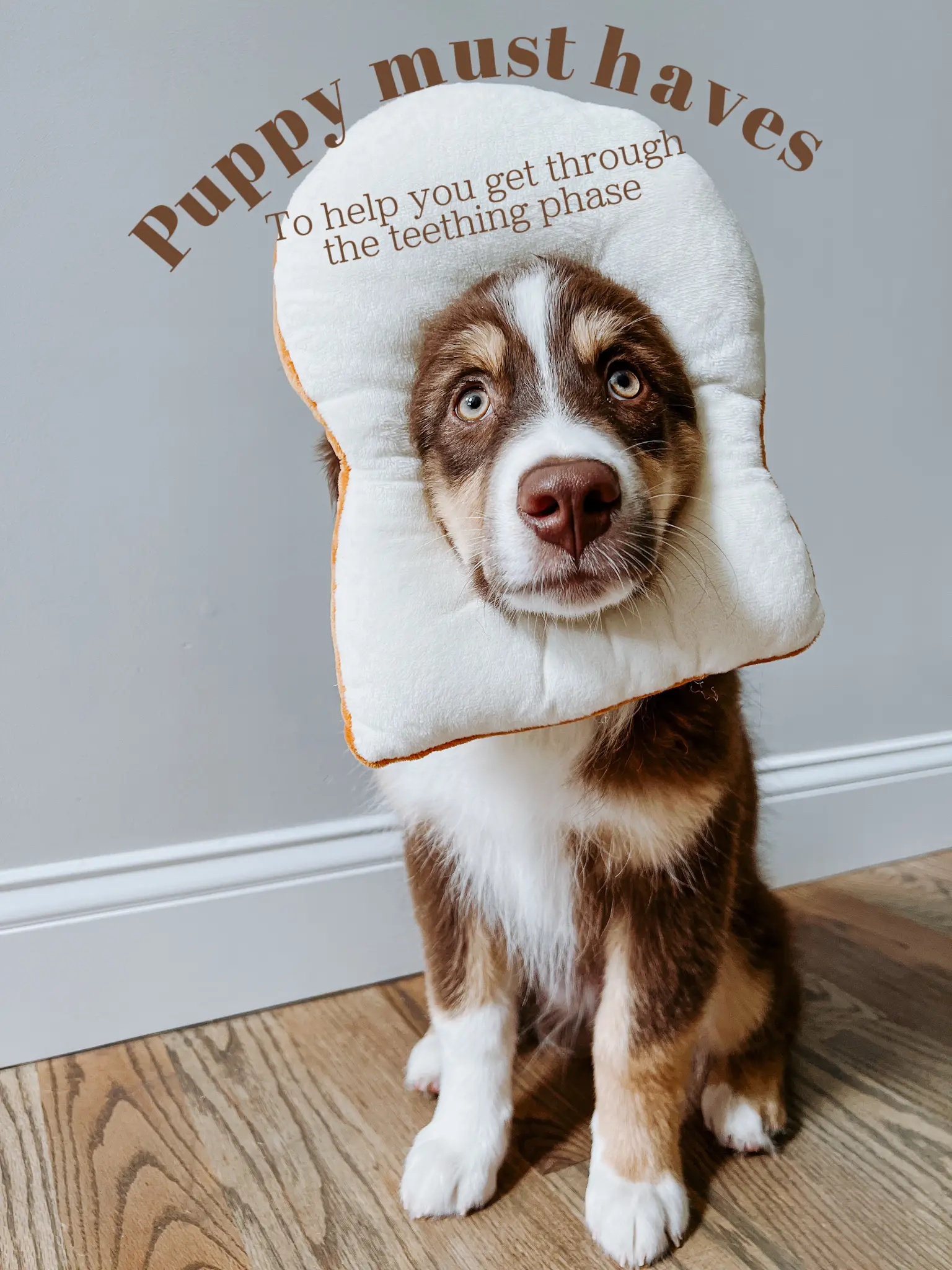 Ultimate Australian Shepherd Puppy Shopping List: Checklist of 23 Must-Have  Items