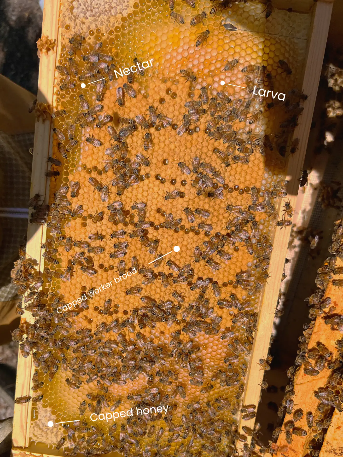 Beekeeping Pants Heavy Duty  Lappe's Bee Supply Honey Farm