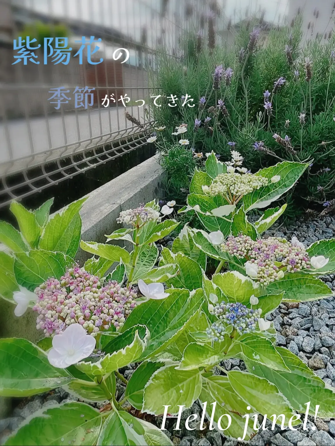 季節の花を楽しむ暮らし 紫陽花ver | sumichi.f2021が投稿したフォト