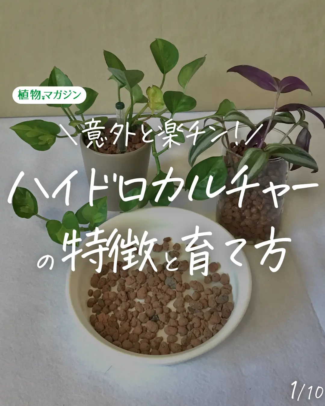 Biodiversity - Lemon8検索