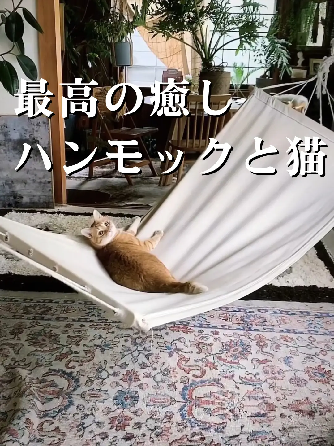 最高の癒し：猫とハンモックと休日