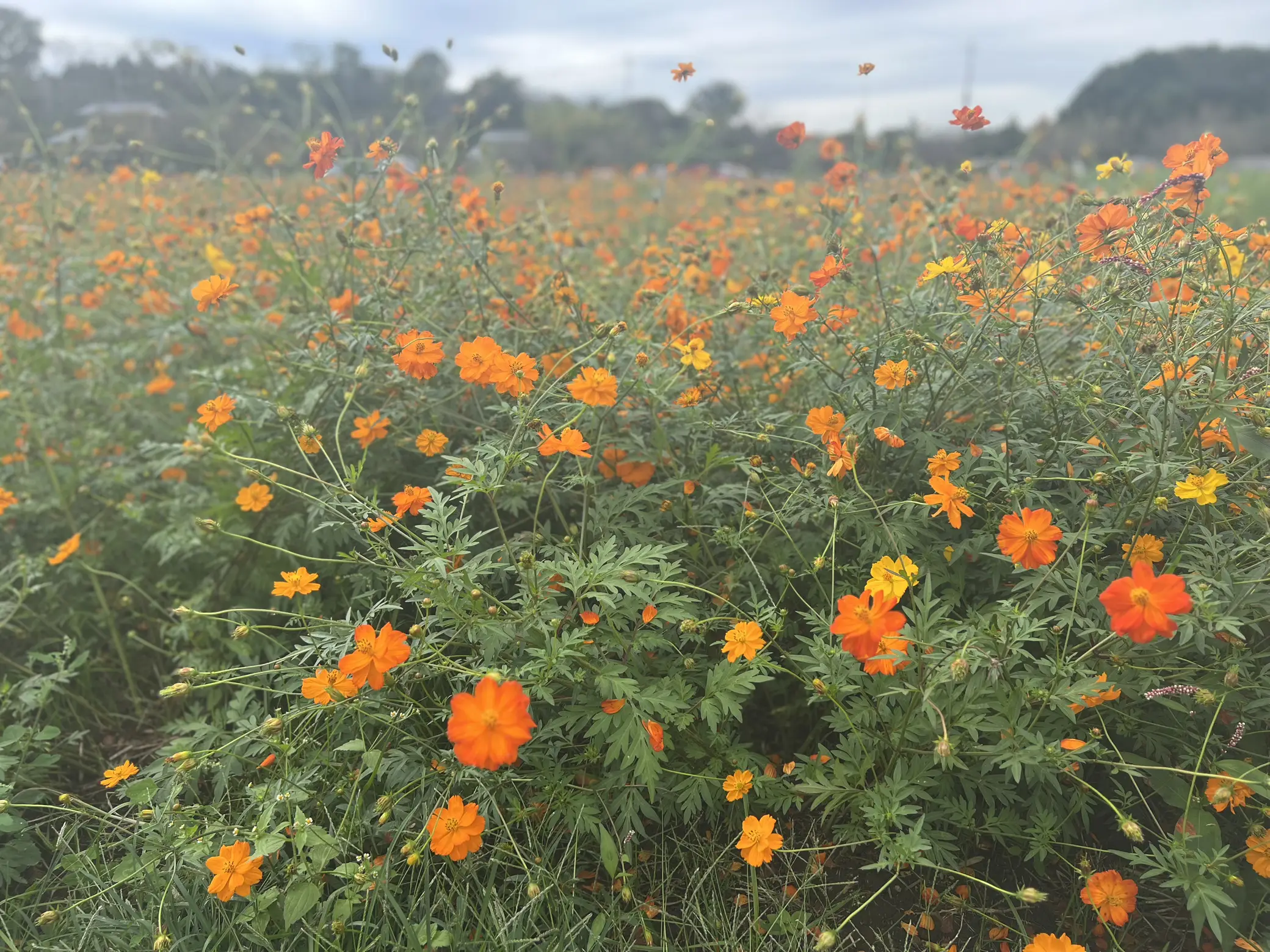 初夏のお花畑のような花かんむり❁⃘*.゜(お子様用) まぎれこん