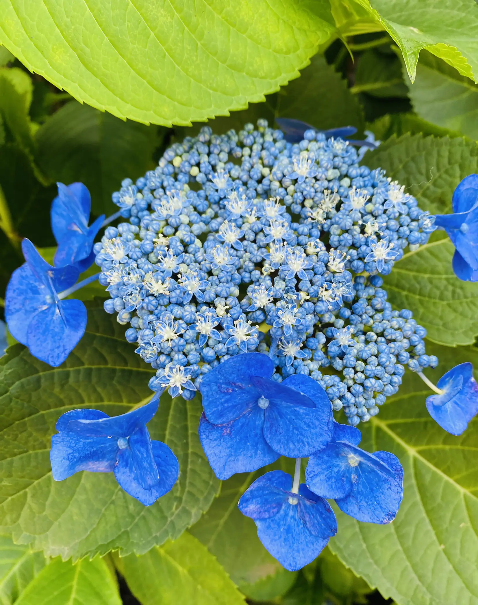 白山神社の紫陽花 | ZENが投稿したフォトブック | Lemon8