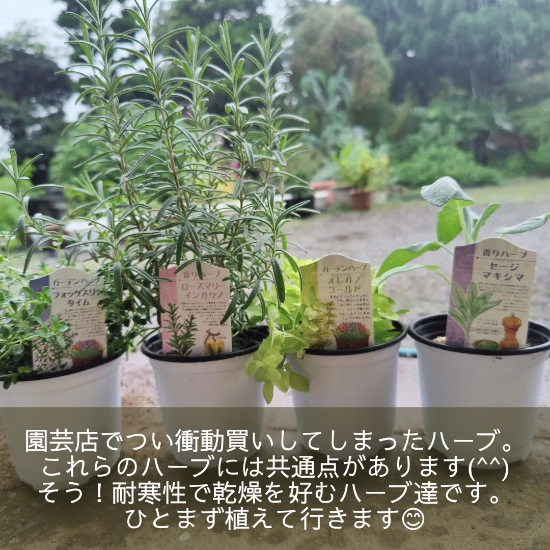 Diy Window Box Herb Garden Lemon8検索