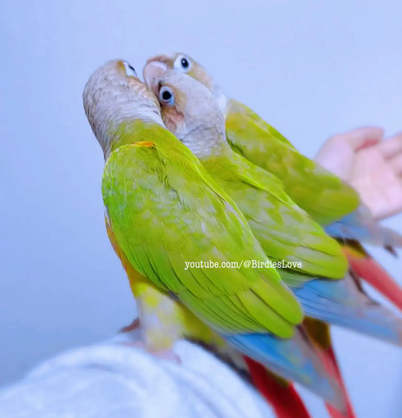 ウロコインコ達  💚 | BirdiesLoveが投稿したフォトブック | Lemon8