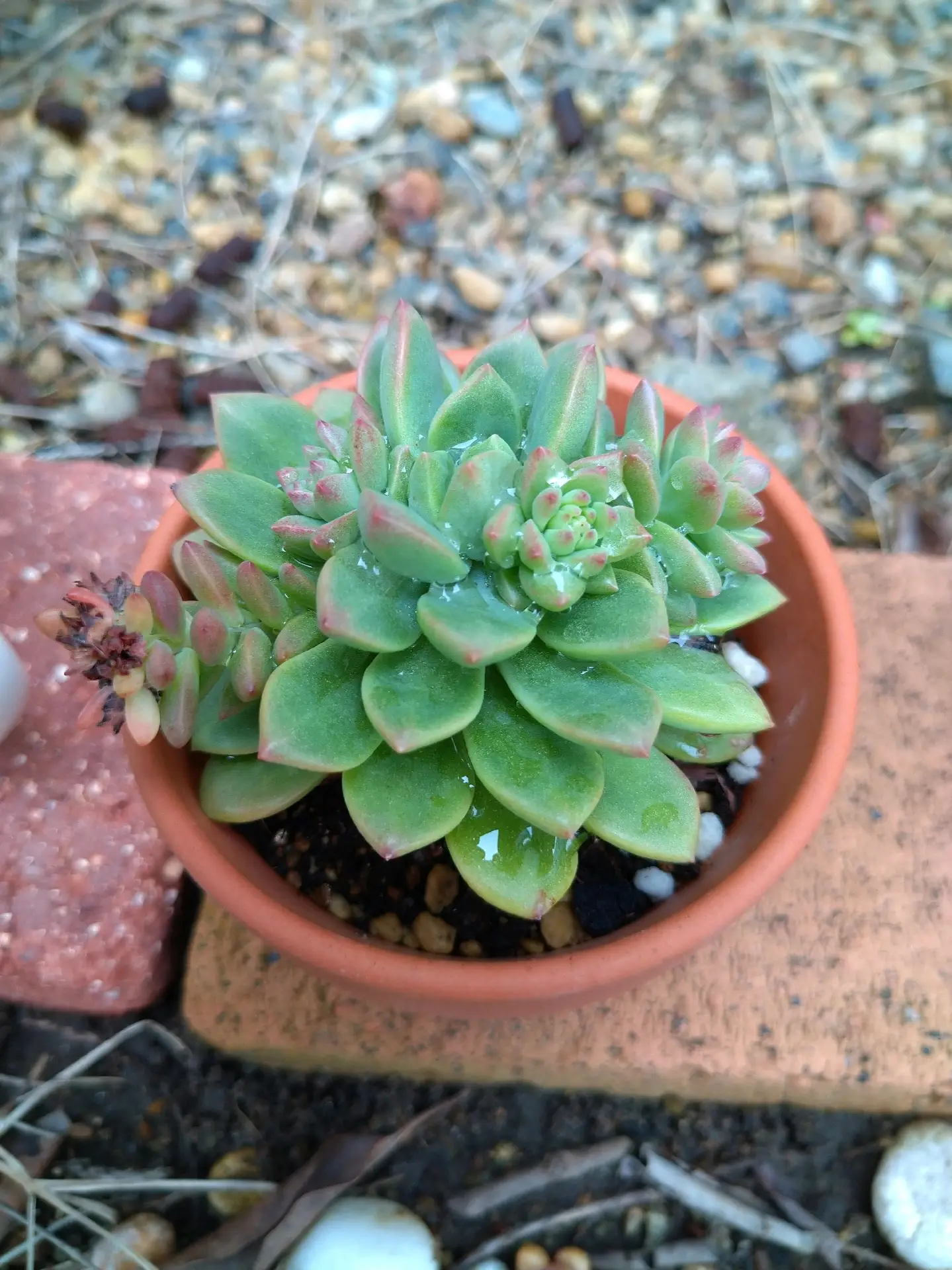 ☆多肉植物*オシャレなマッコス くど エケベリア＊カット苗＊可愛い 
