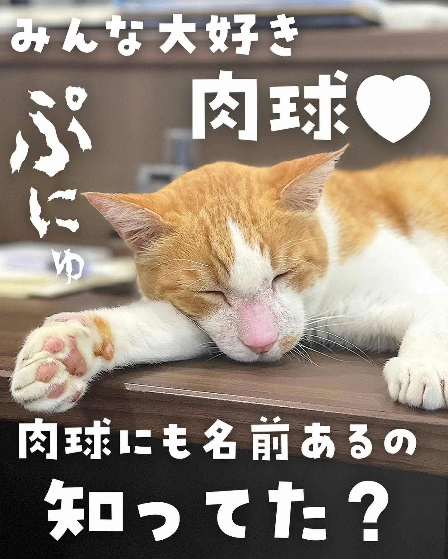 猫の肉球】秘密知ってた？ | ねこ大家が投稿したフォトブック | Lemon8