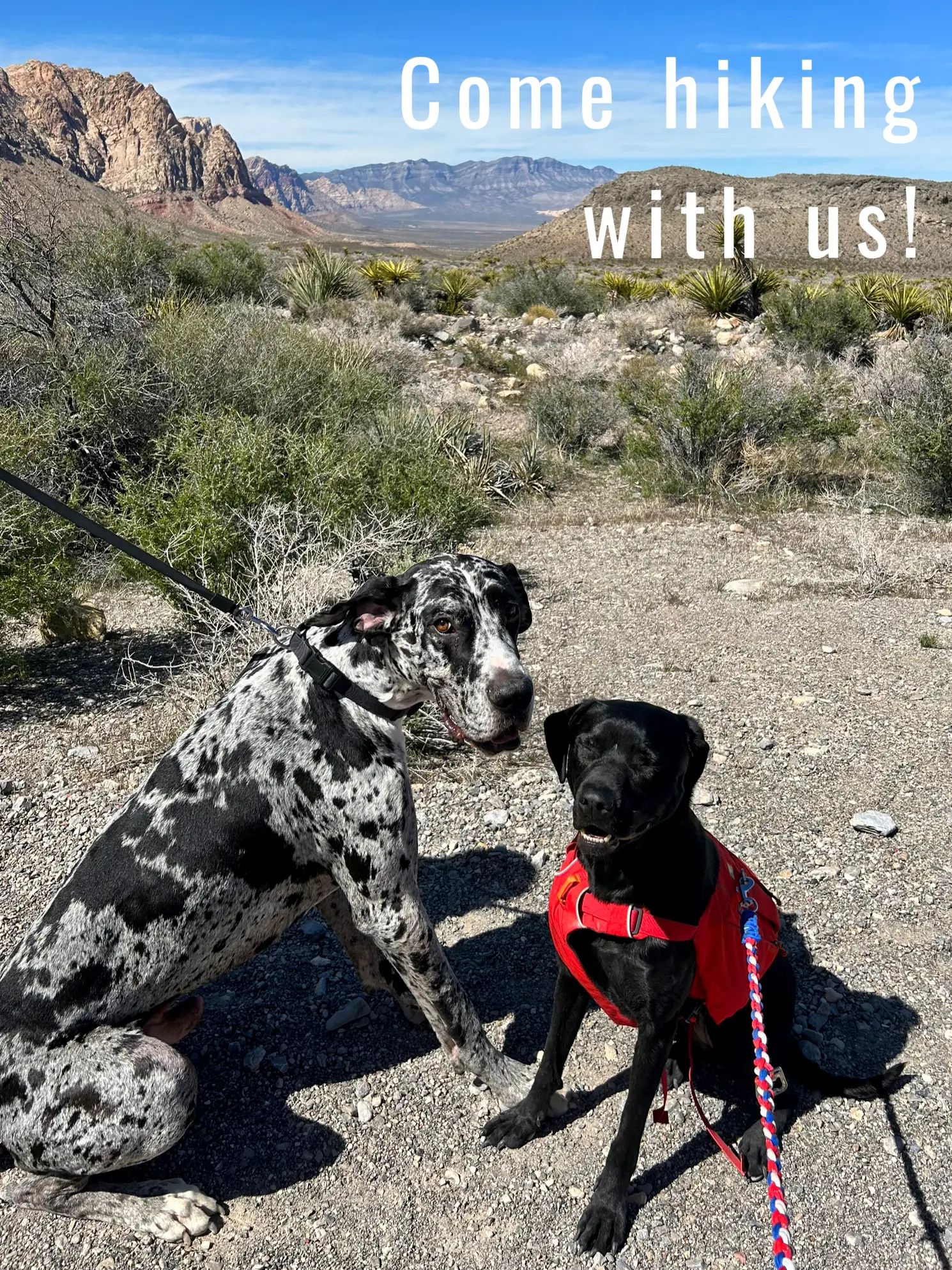 Ruffwear Collar Lemon8 Search