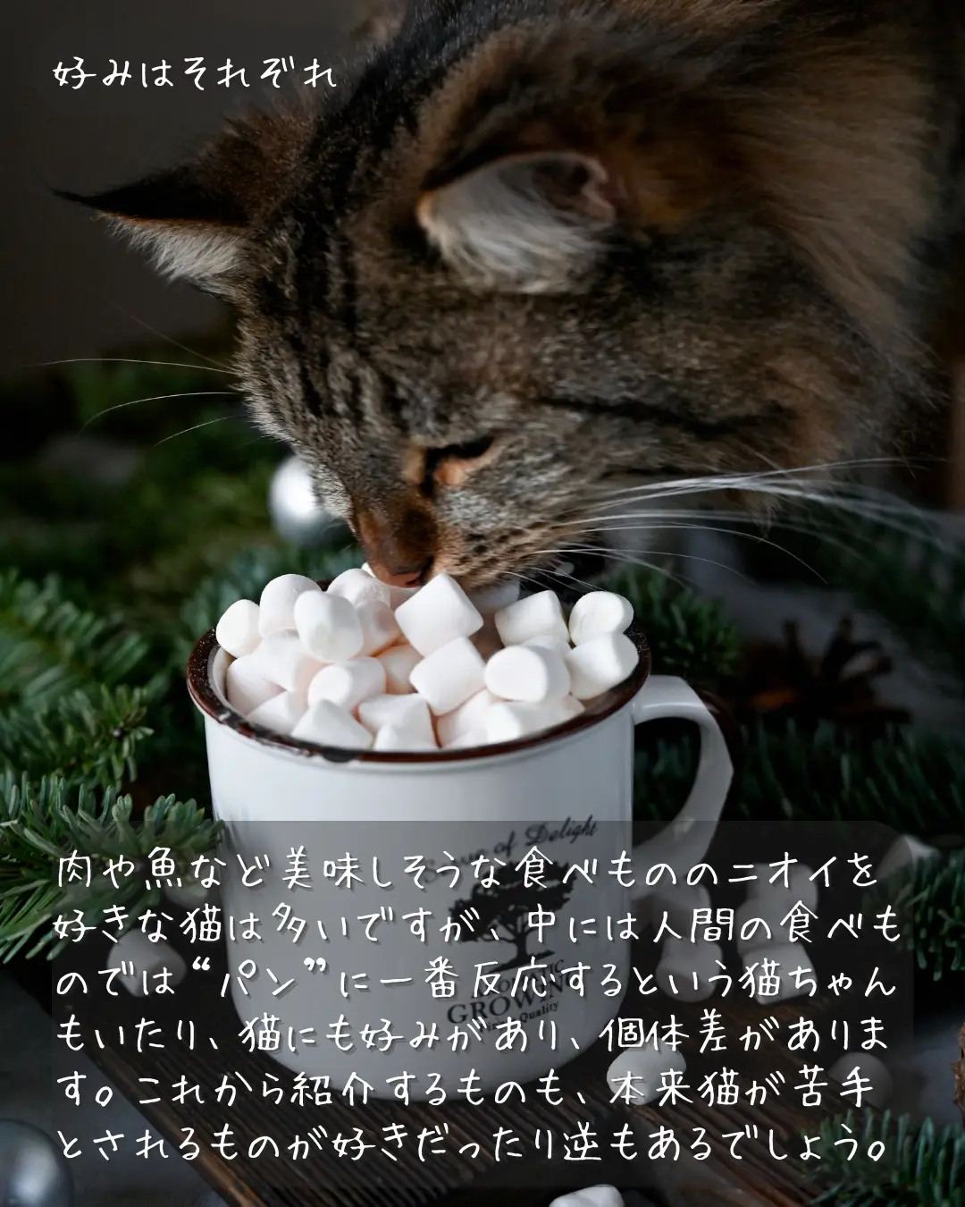 猫が好きな食べ物の種類 - Lemon8検索