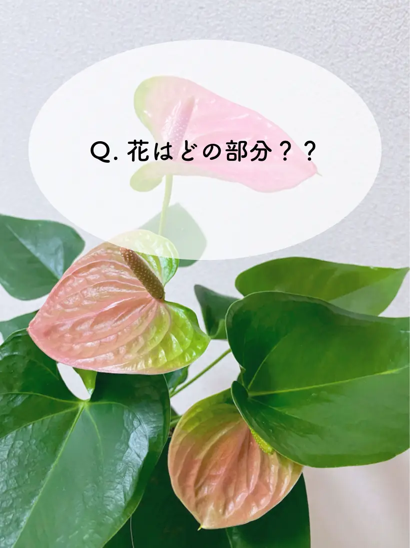 Anthuriums - Lemon8検索