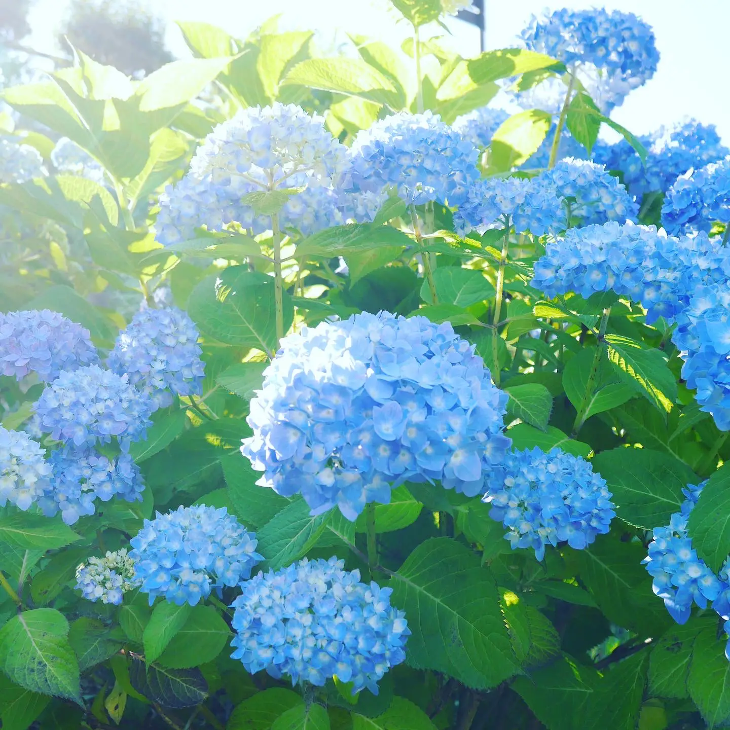 絵ワンちゃんと紫陽花