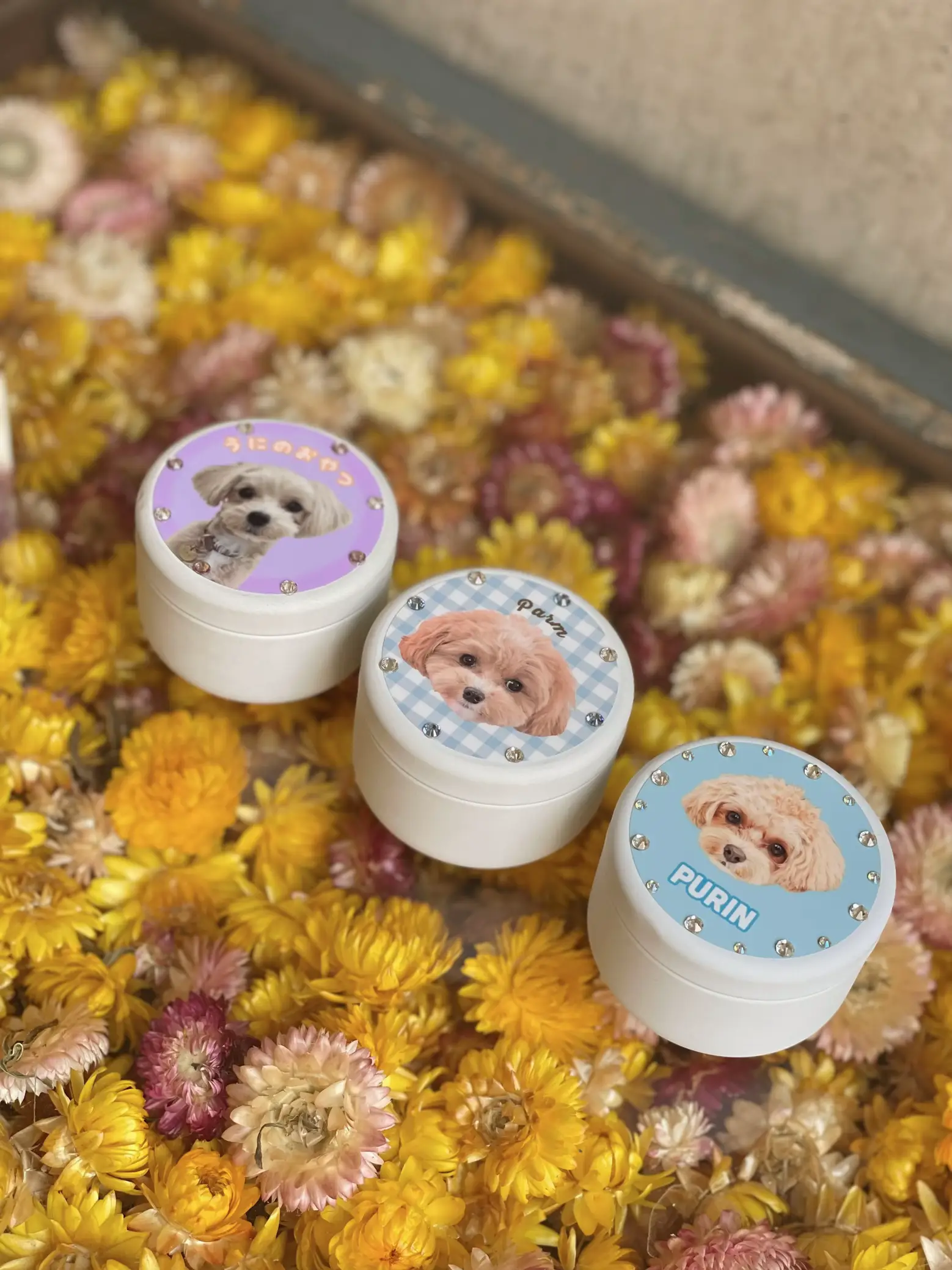 世界に一つ】うちの子おやつ缶🍪 | マルプーのパルムが投稿したフォト  