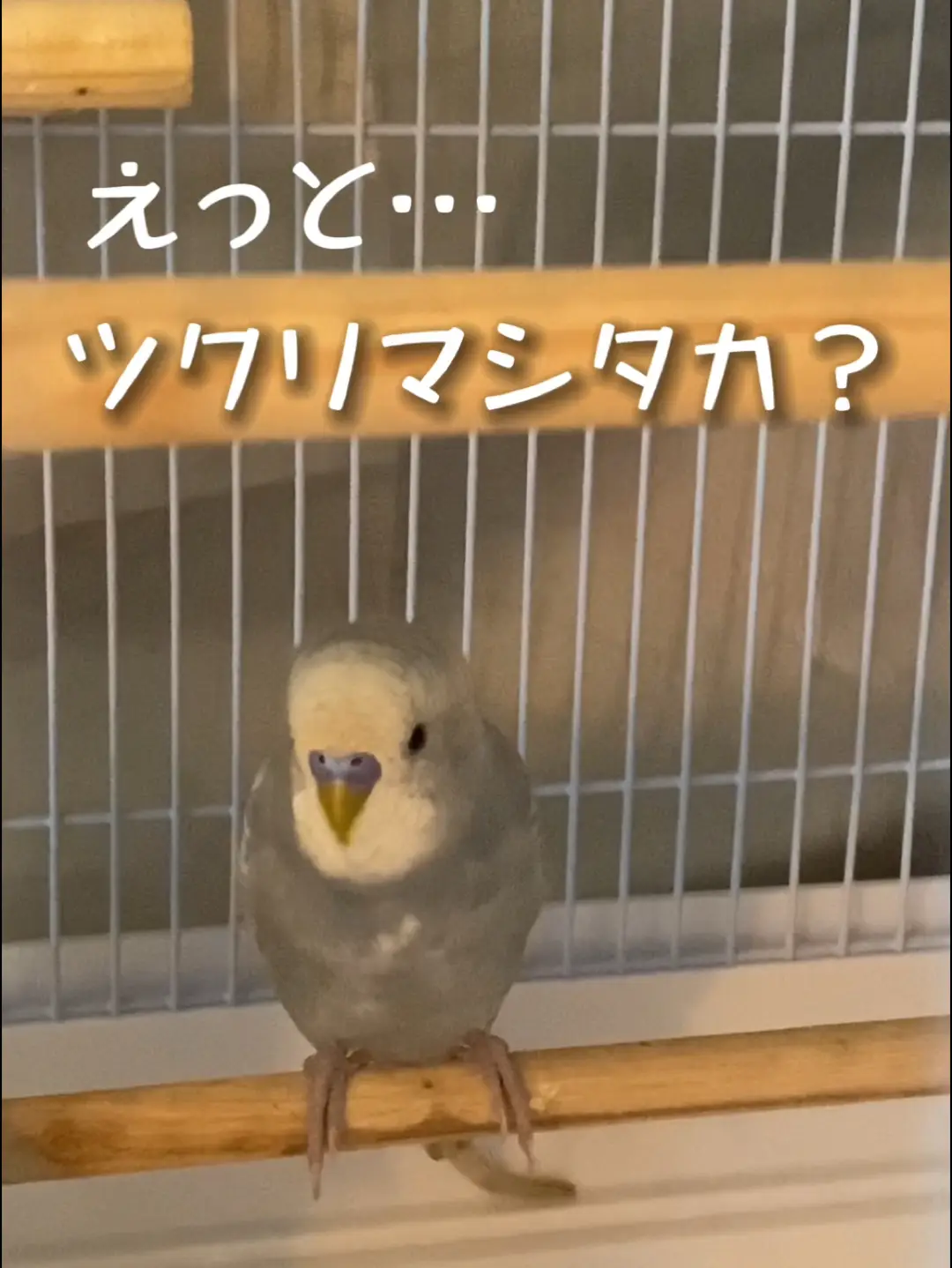 ご飯作ってないことを問い詰めてくるインコ😇