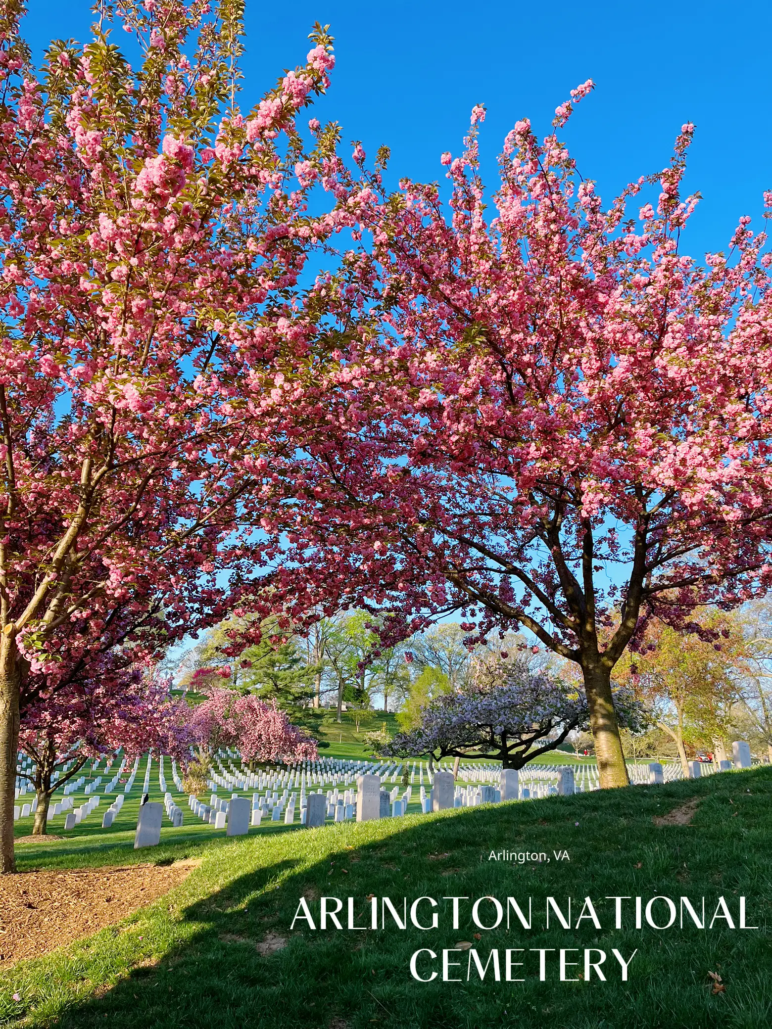 ARLINGTON NATIONAL CEMETERY 🌸's images