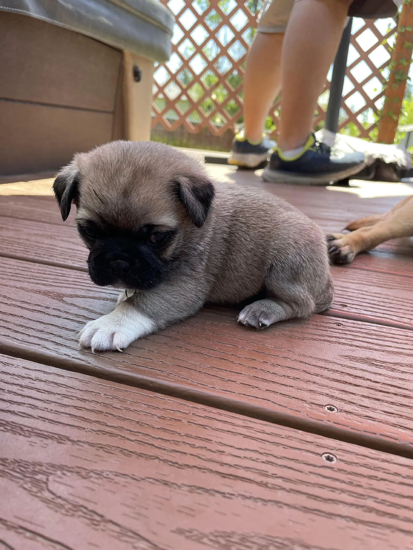 Pug Puppy s Gallery posted by Dingman Lemon8