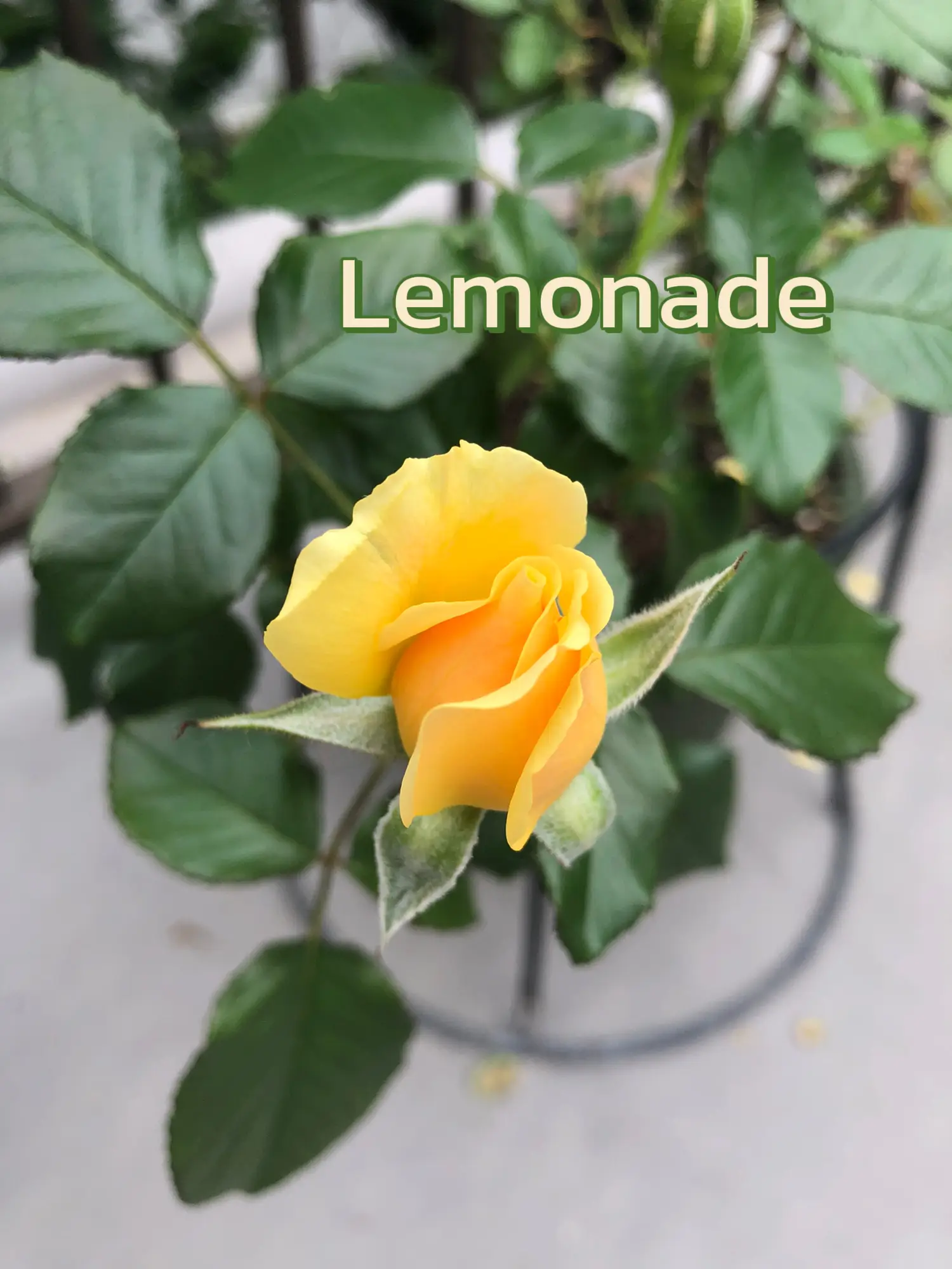 可愛い薔薇たちまだ咲いたよ🌹 | China Lemonが投稿したフォトブック | Lemon8