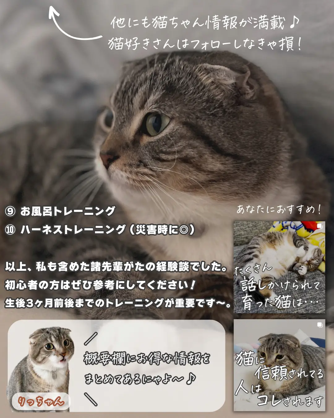 猫のいる生活のメリットとデメリット - Lemon8検索