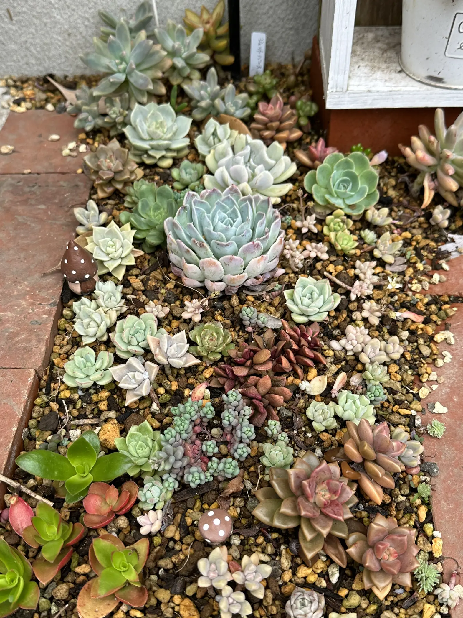 Succulent flower bed | Gallery posted by happycat | Lemon8