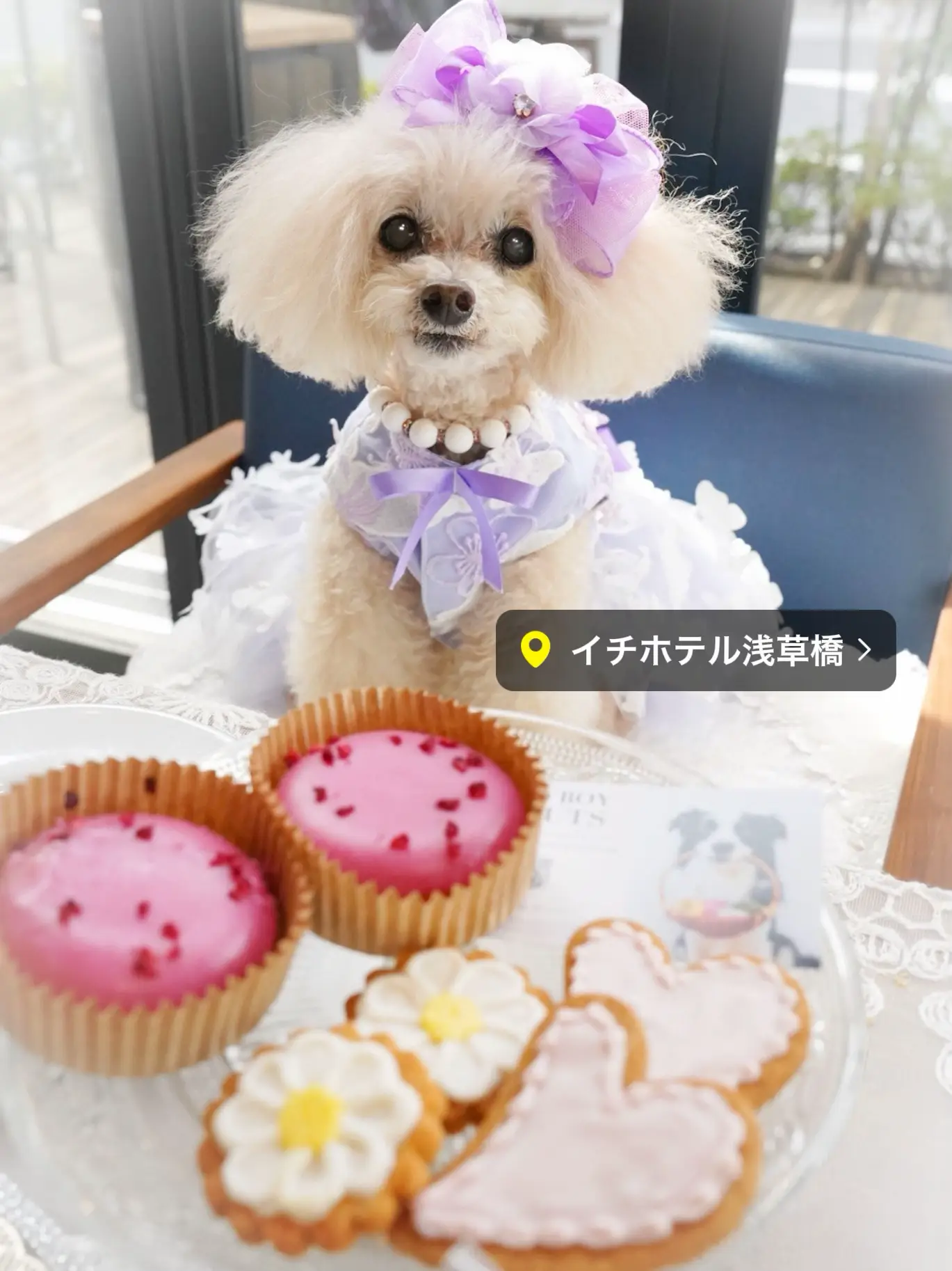 ワンちゃんフォトブースセット 【写真】【撮影】（小物付き） - その他