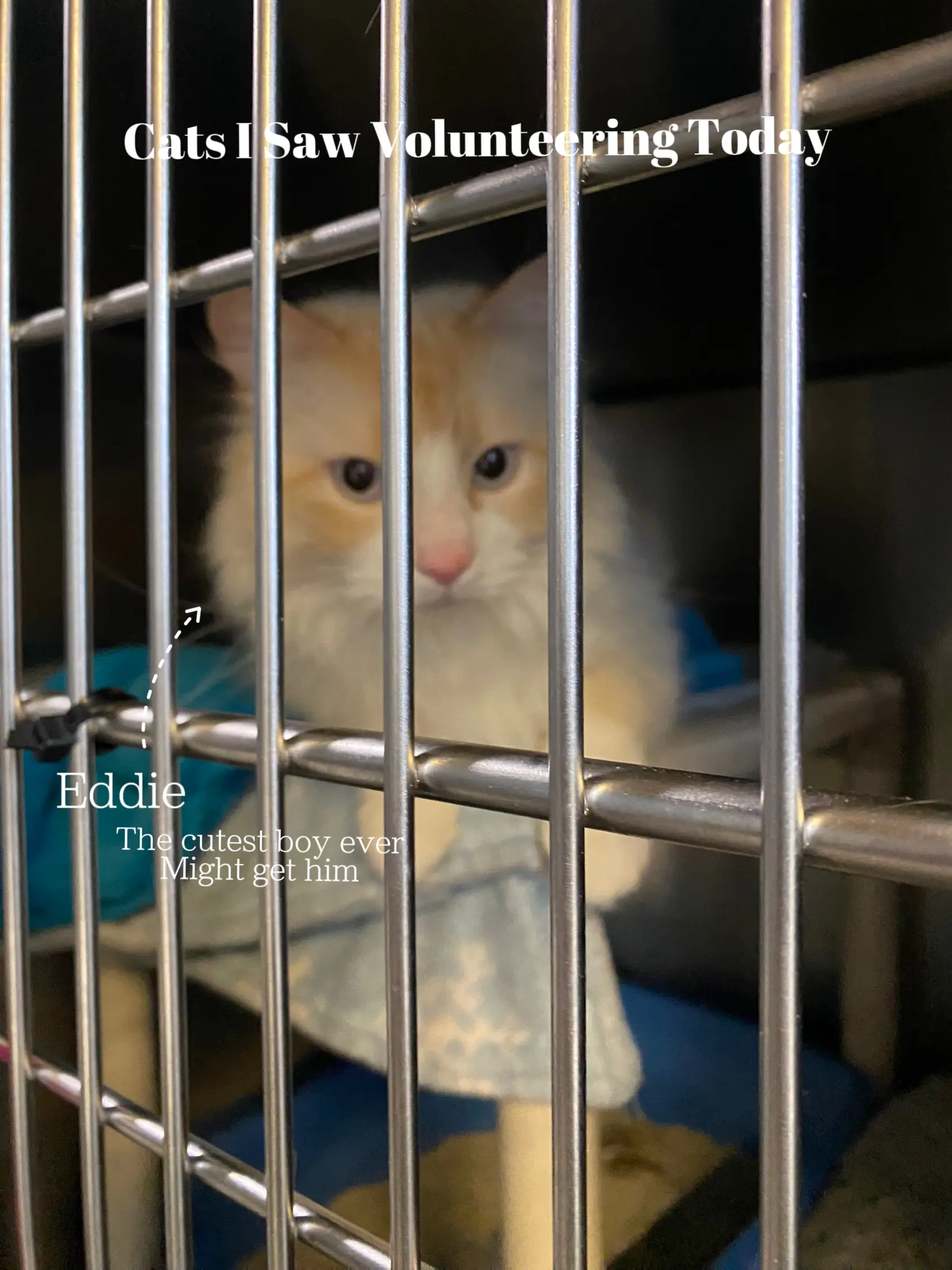 Benches Volunteering Gallery posted by Ela ) Lemon8