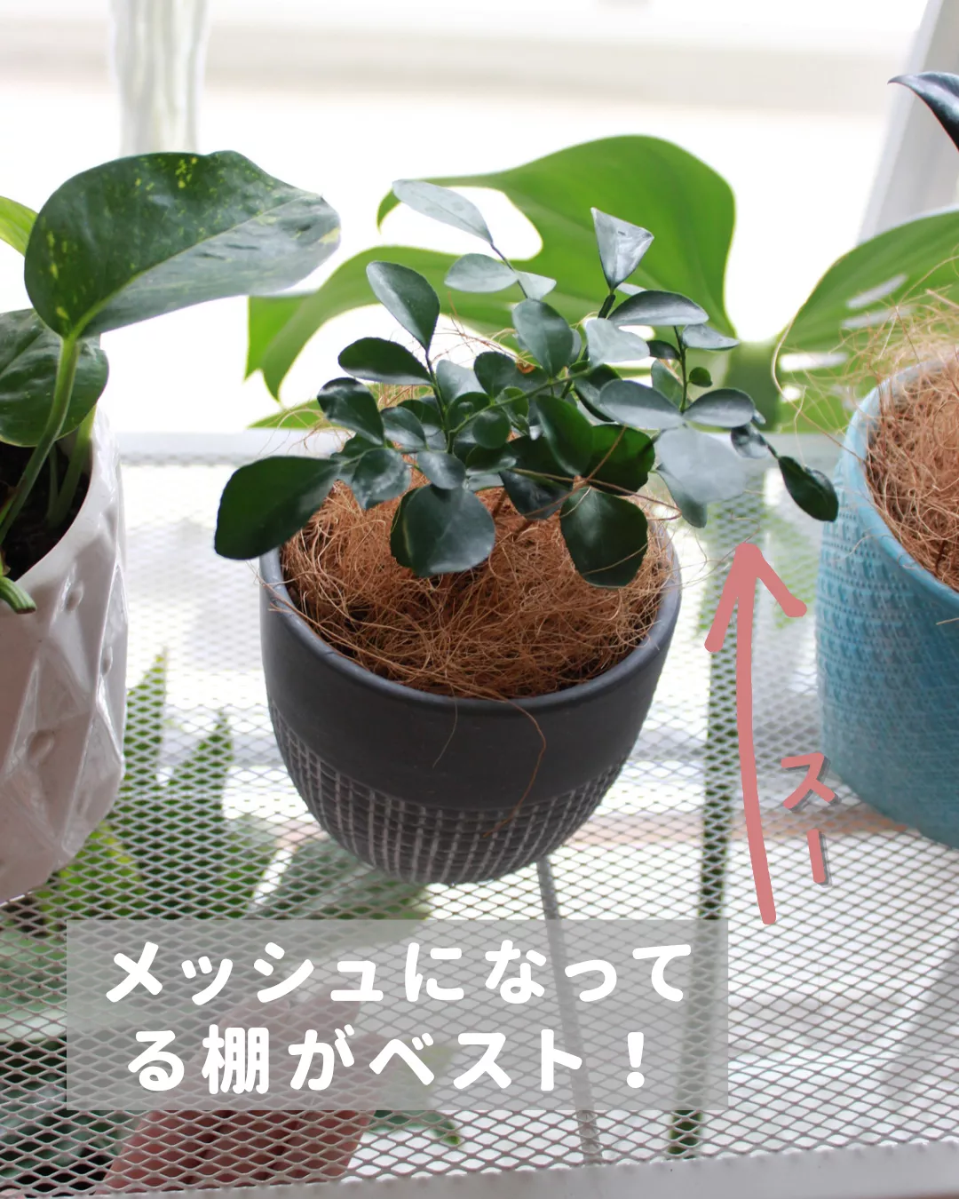 アレ 使わない派です！！【100均ではじめる観葉植物】 | らーちゃん