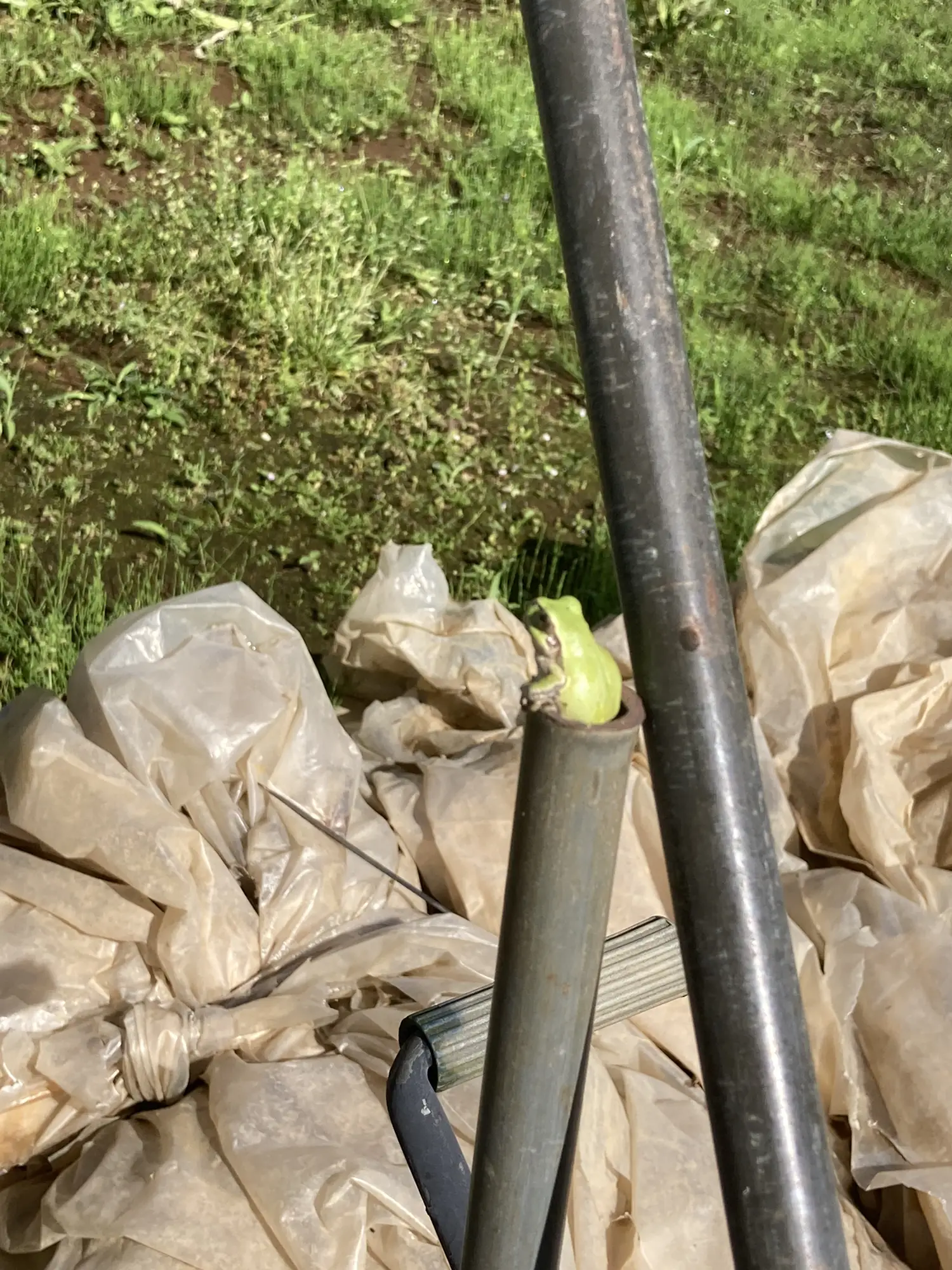 カエル🐸の♨️五右衛門風呂♨️ | 🥬佐右農園🥬が投稿したフォトブック | Lemon8