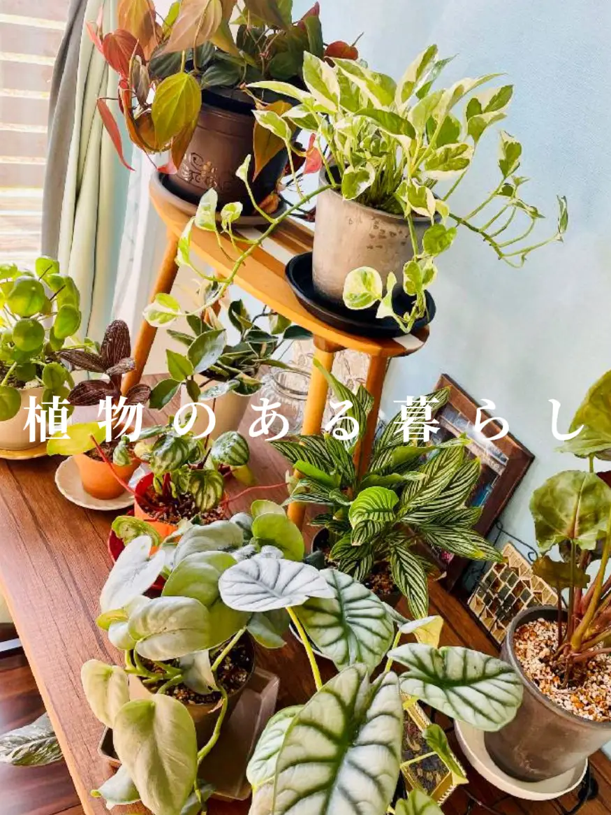 銀の龍”という名の観葉植物🌿 | chai🌿が投稿したフォトブック | Lemon8