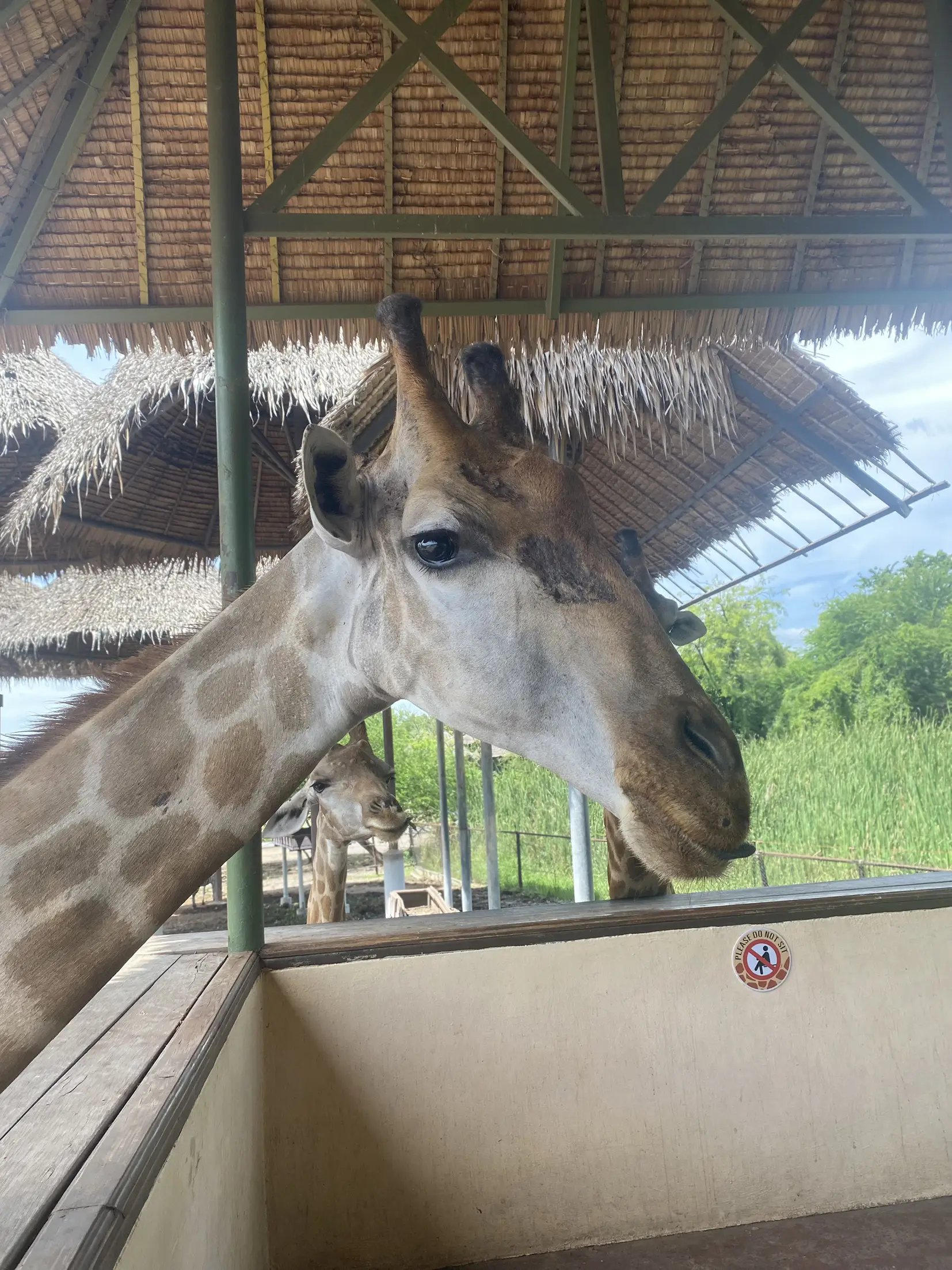 🌟【📍サファリワールド】キリンに餌やり🦒 | 尾台彩香【旅行